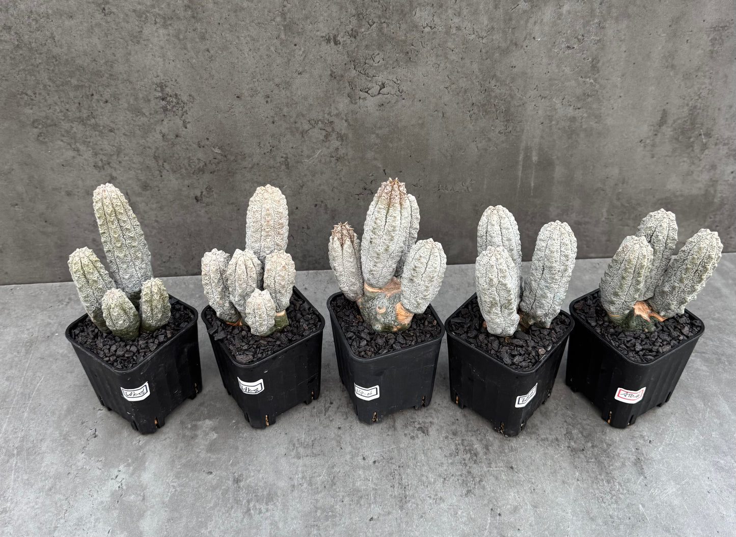 Euphorbia abdelkuri  – Wurzelecht