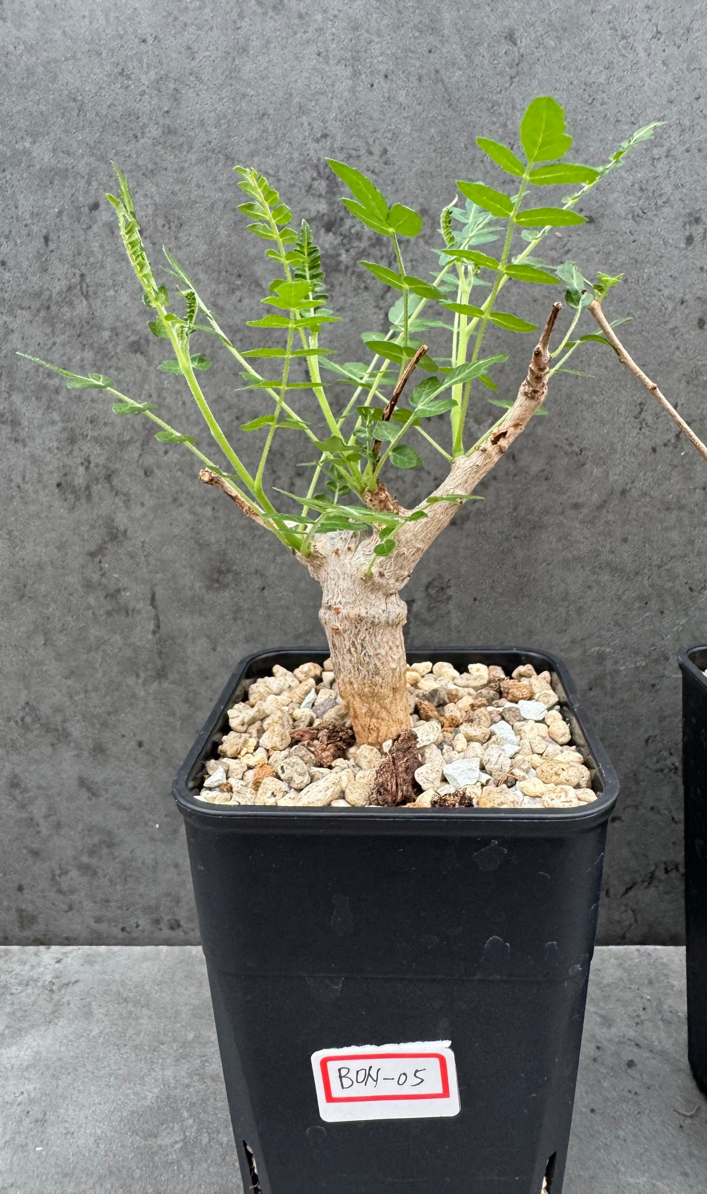 Boswellia neglecta - schwarzer Weihrauch