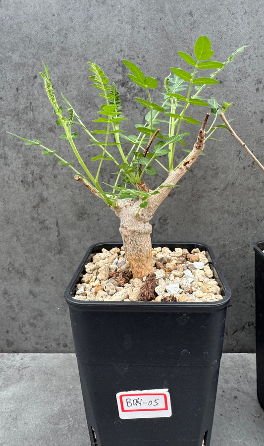Boswellia neglecta - schwarzer Weihrauch