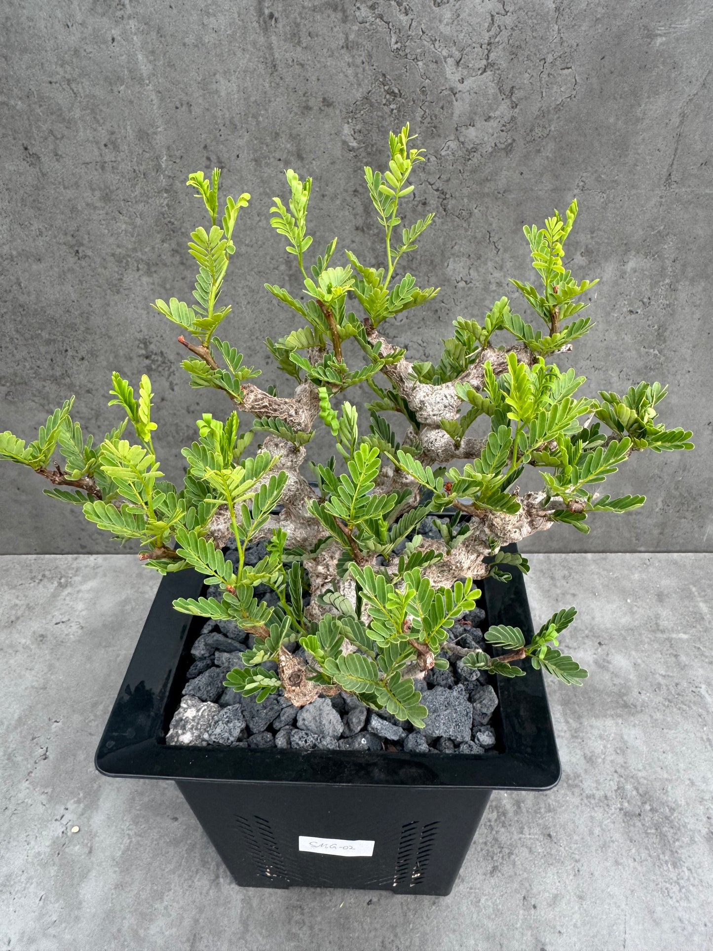 Senna meridionalis - ein exklusives Exemplar!