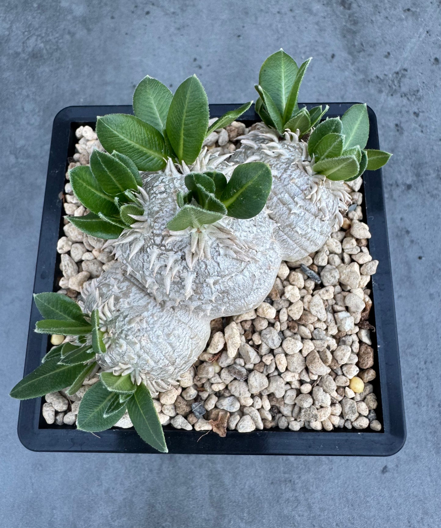Pachypodium brevicaule – Kulturpflanzen aus deutscher Nachzucht - wurzelecht 8,5cm