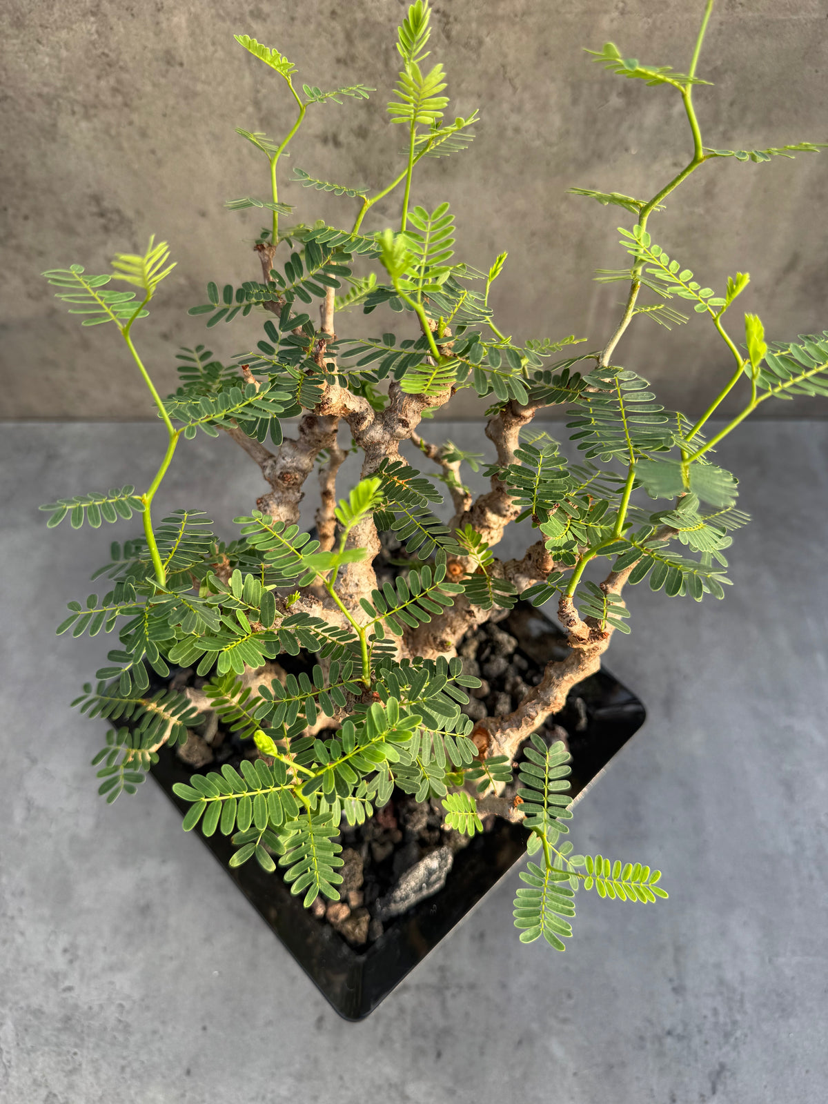 Senna meridionalis - ein exklusives Exemplar!