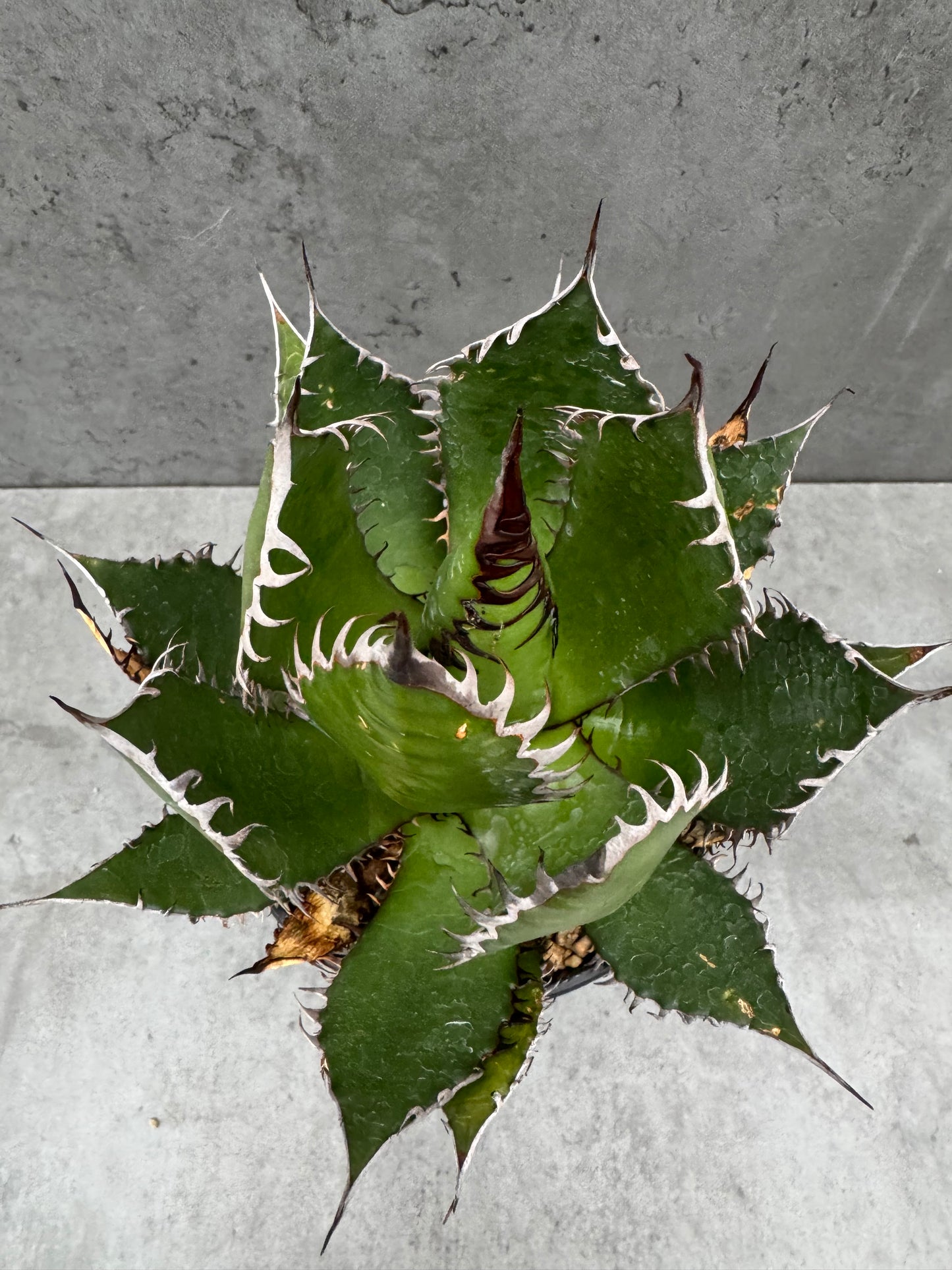 Agave horrida