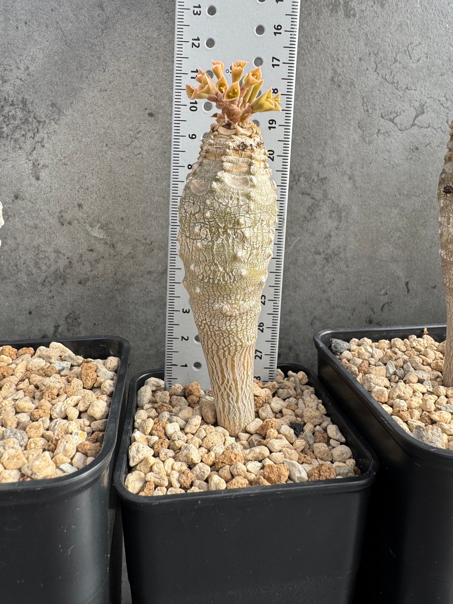 Euphorbia ankarensis