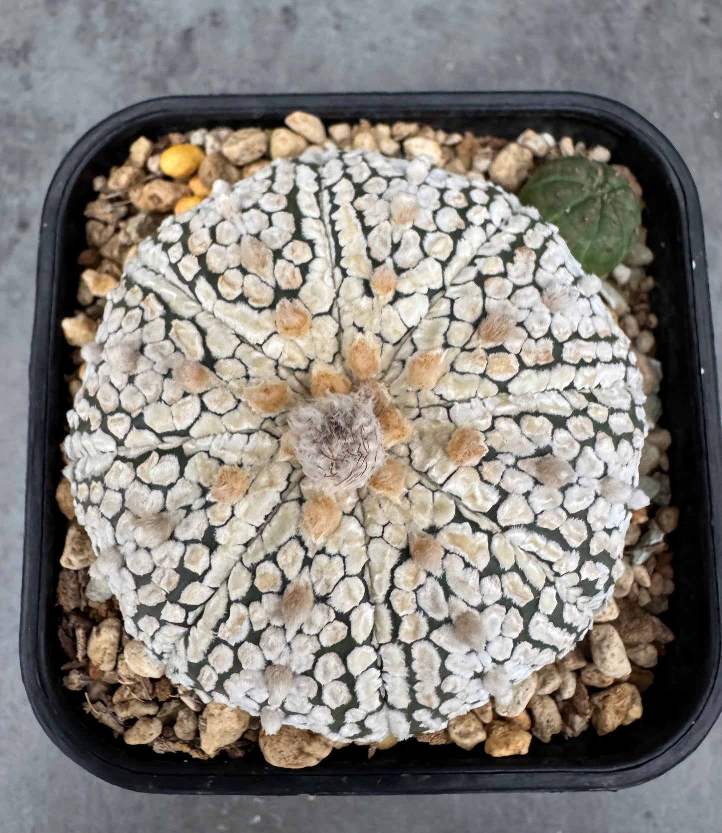 Astrophytum asterias Super kabuto