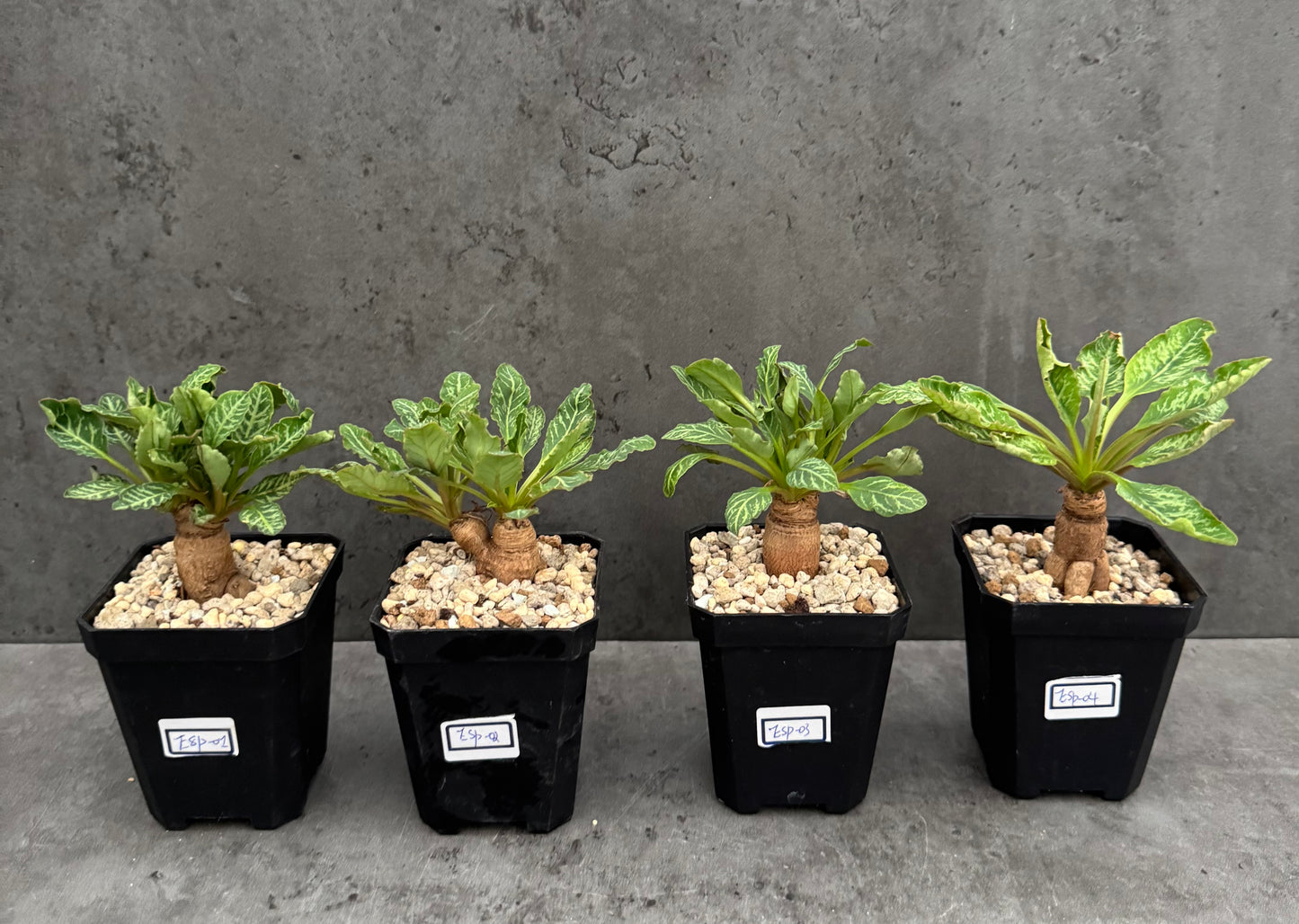 Euphorbia Spannringii fishbone