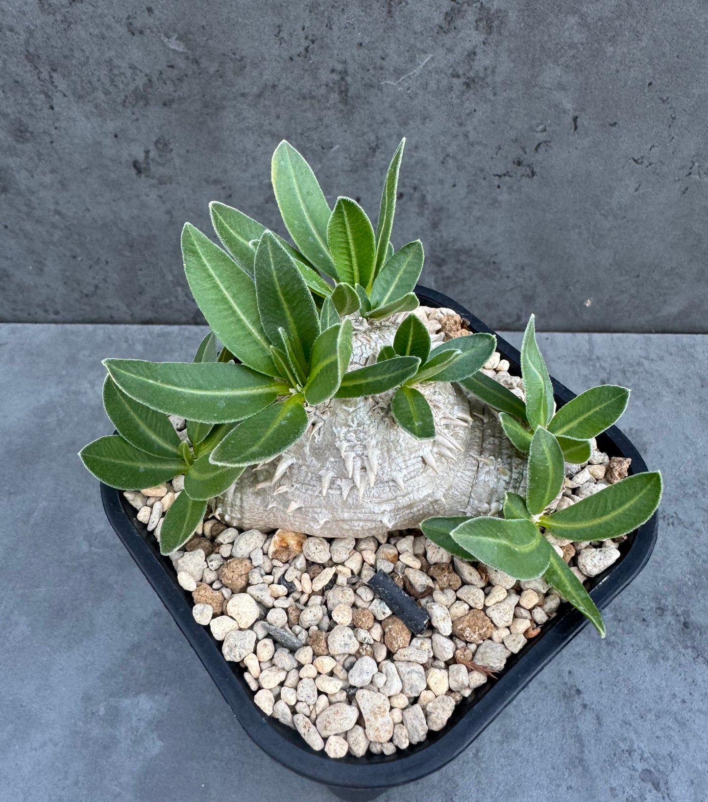 Pachypodium brevicaule – Kulturpflanzen aus deutscher Nachzucht - wurzelecht 8,5cm