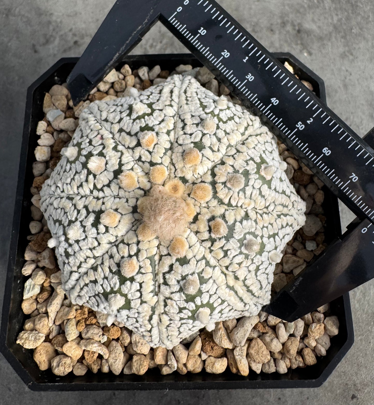 Astrophytum asterias miracle