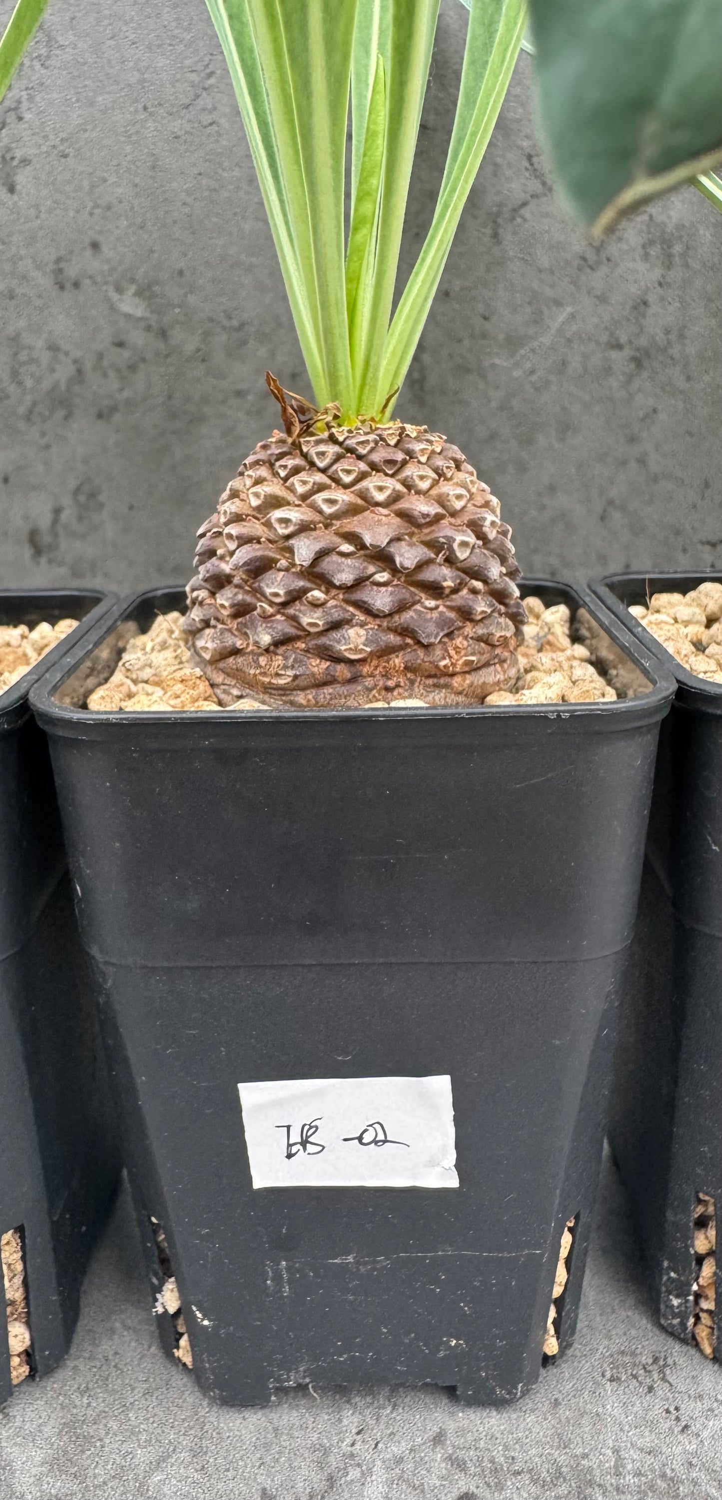 Euphorbia bupleurifolia – Exklusive Caudexpflanze mit Palmen- & Ananasoptik