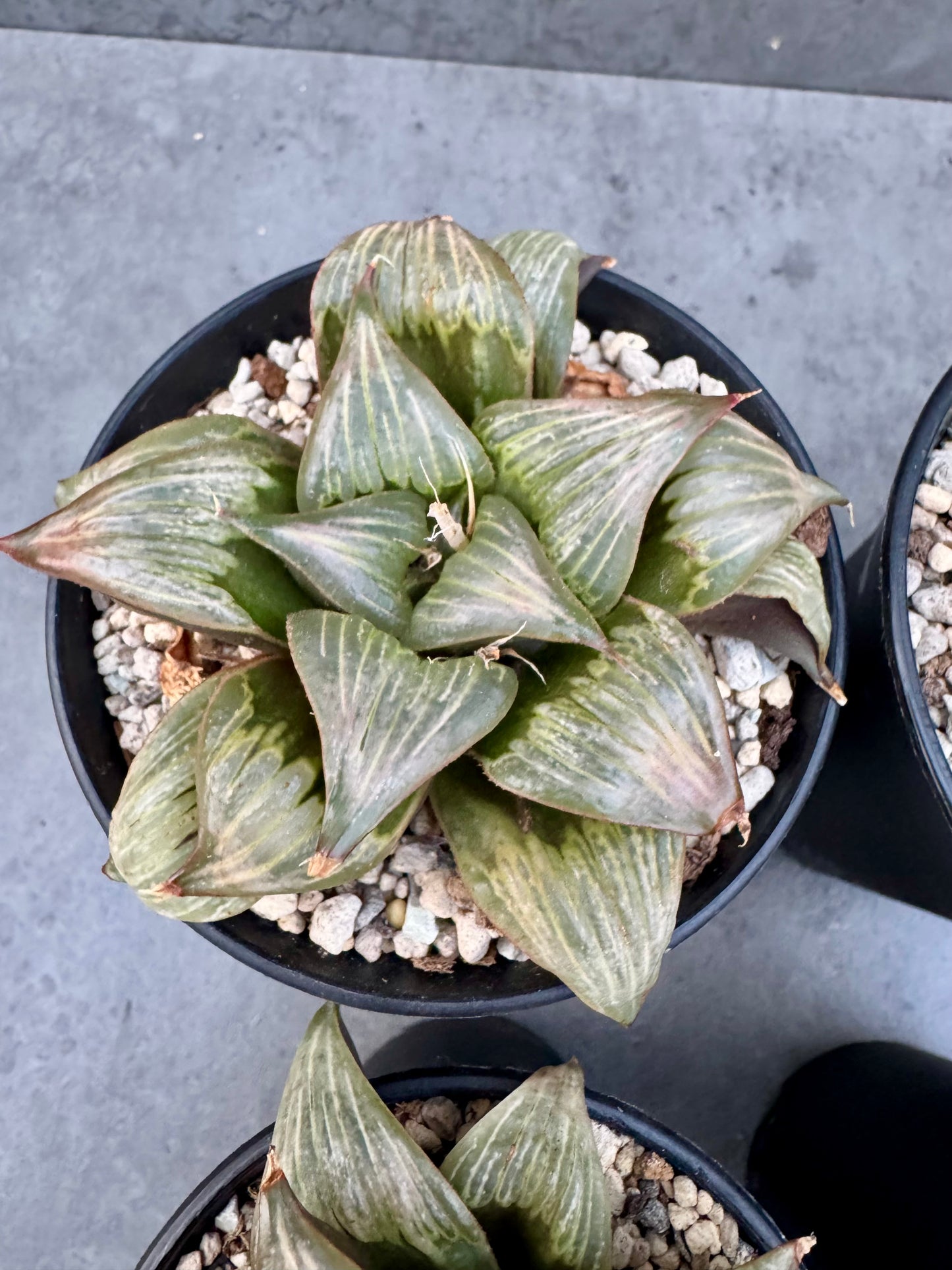 Haworthia mirabilis v. badia