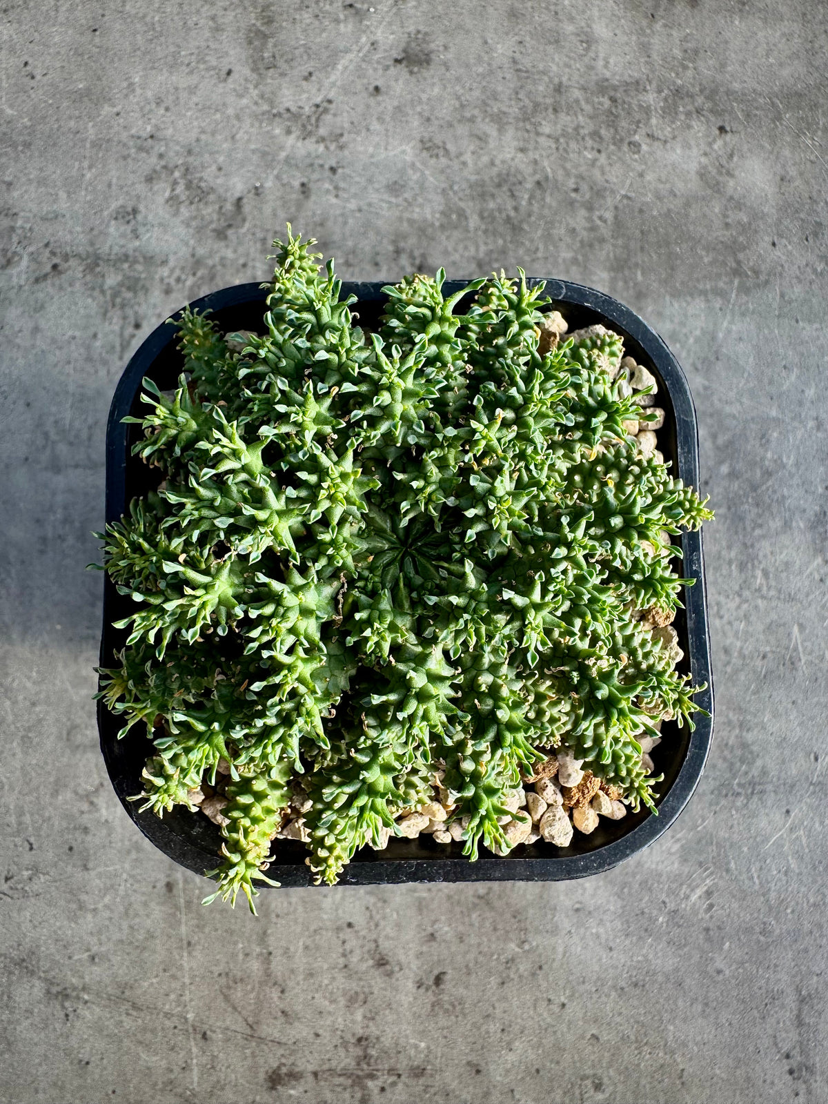 Euphorbia atroviridis
