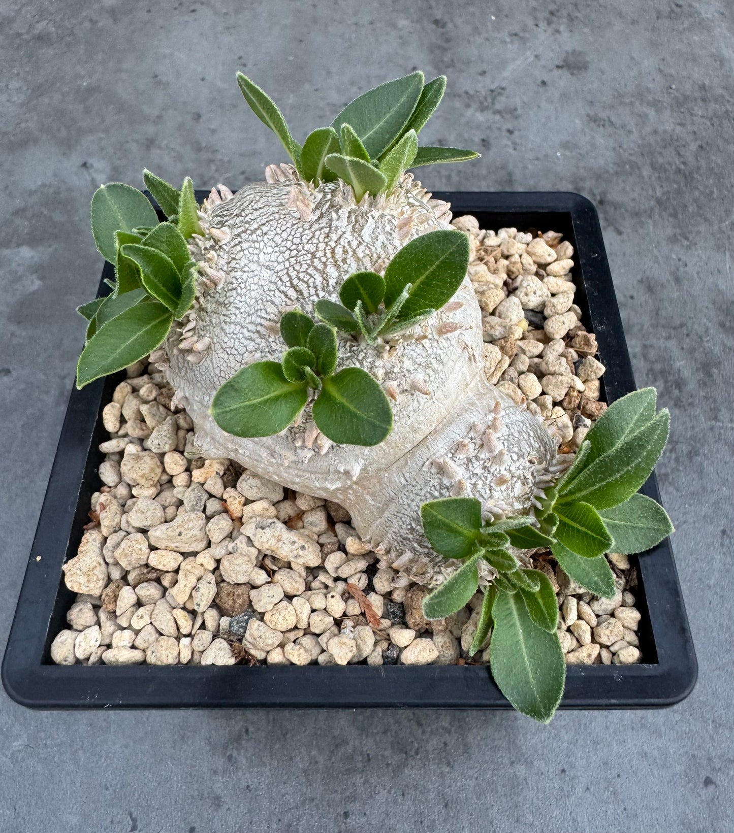 Pachypodium brevicaule – Kulturpflanzen aus deutscher Nachzucht - wurzelecht 8,5cm