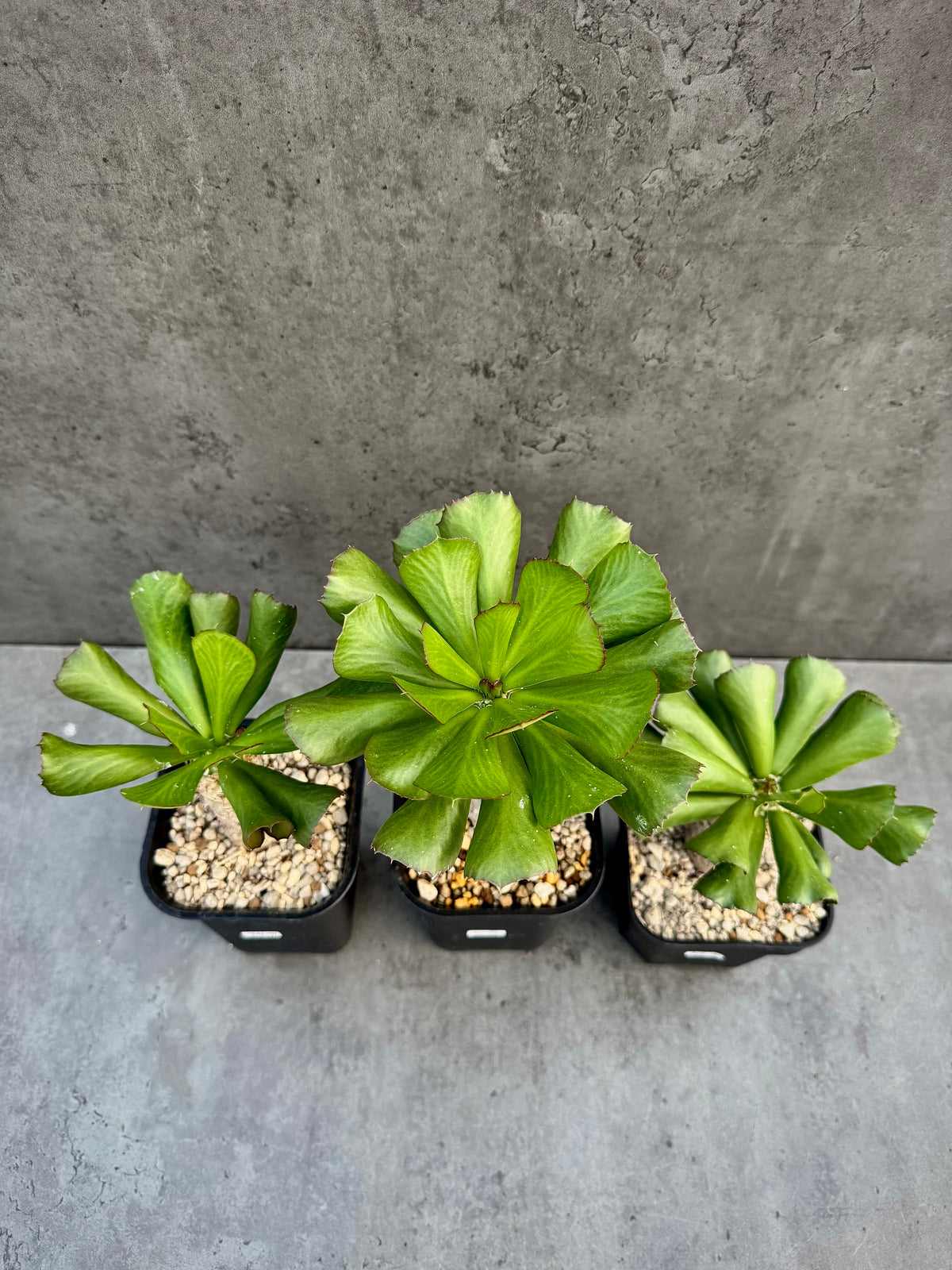 Euphorbia unispina