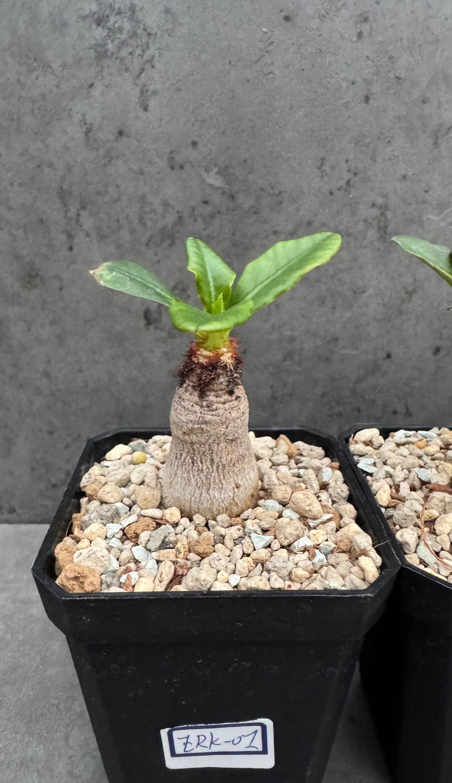 Euphorbia ramena