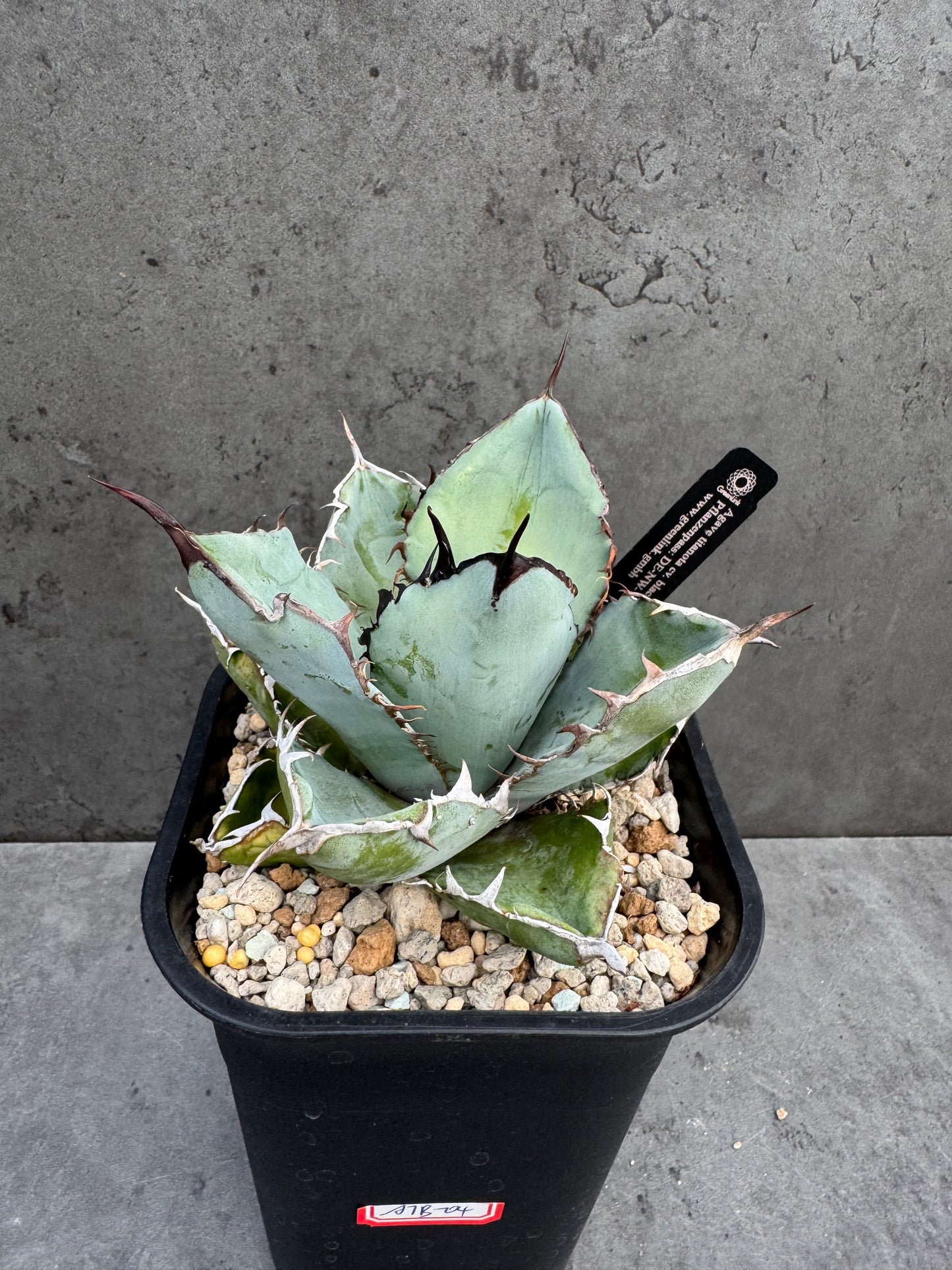 Agave Titanota cv. Black and Blue
