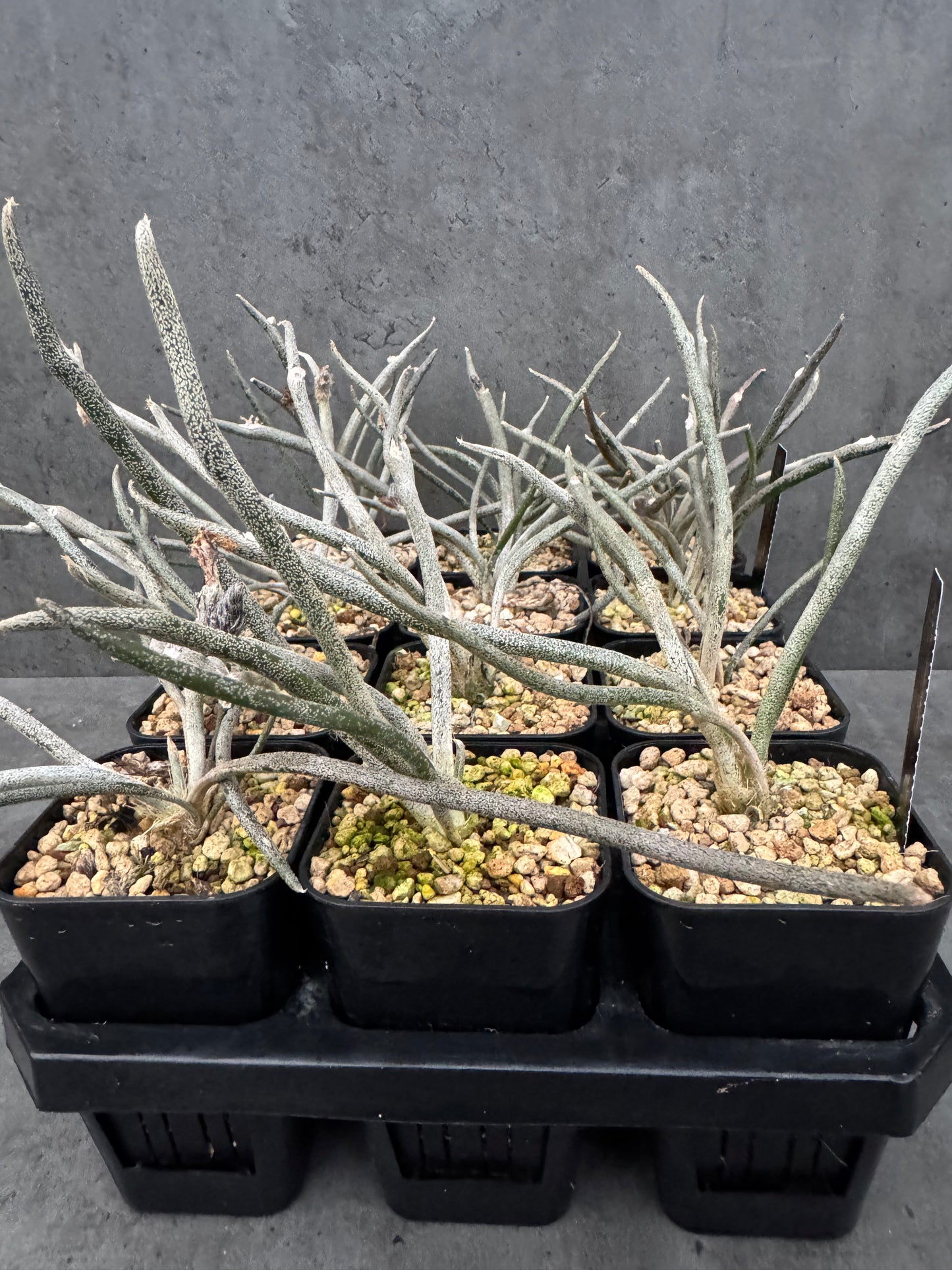 Astrophytum caput-medusae wurzelecht!