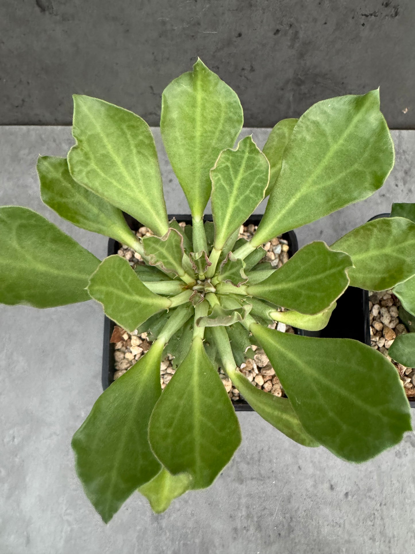 Euphorbia neoreflexa