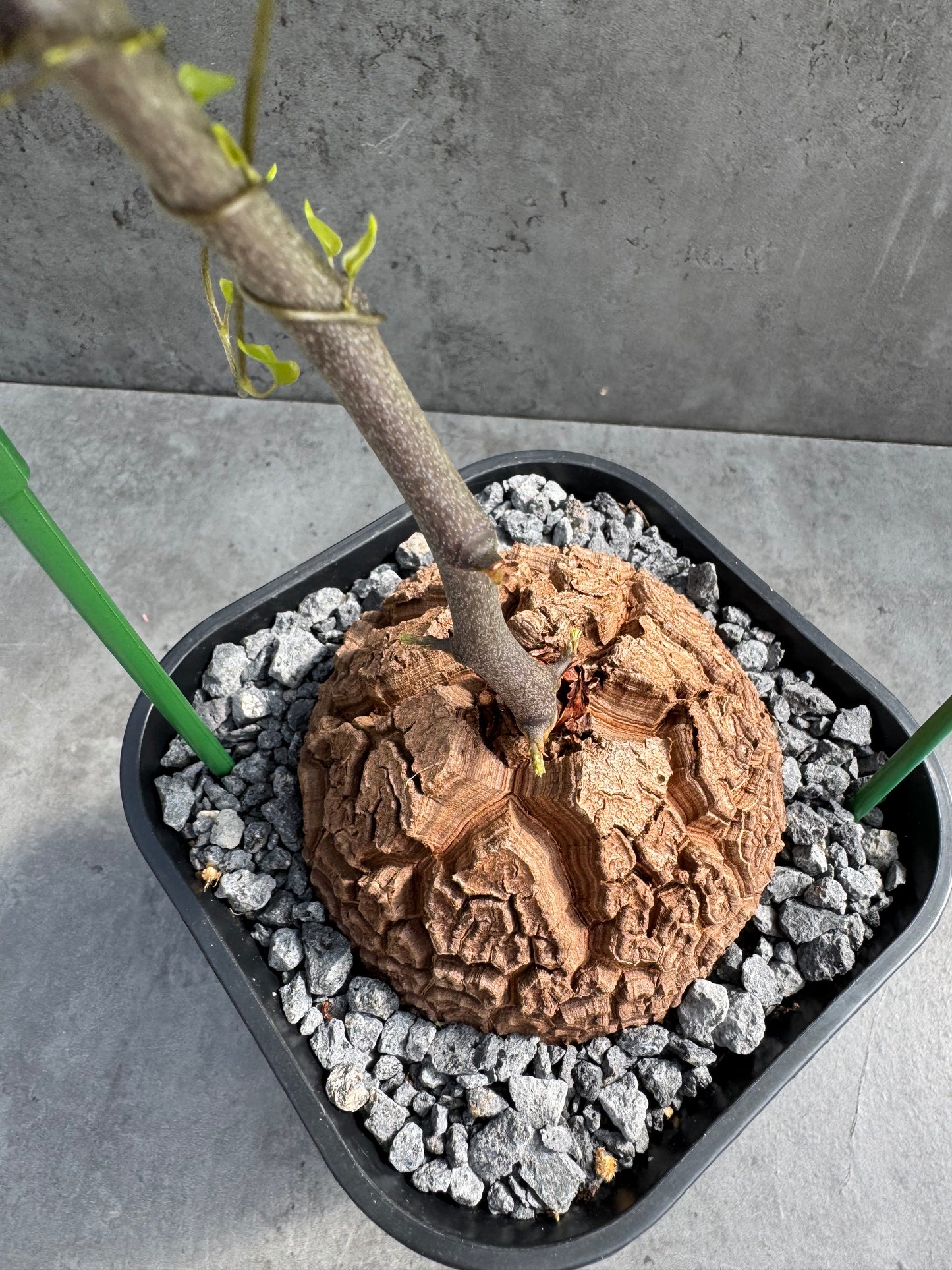 Dioscorea elephantipes – vollständig bewurzeltes Exemplar – Dioe-04