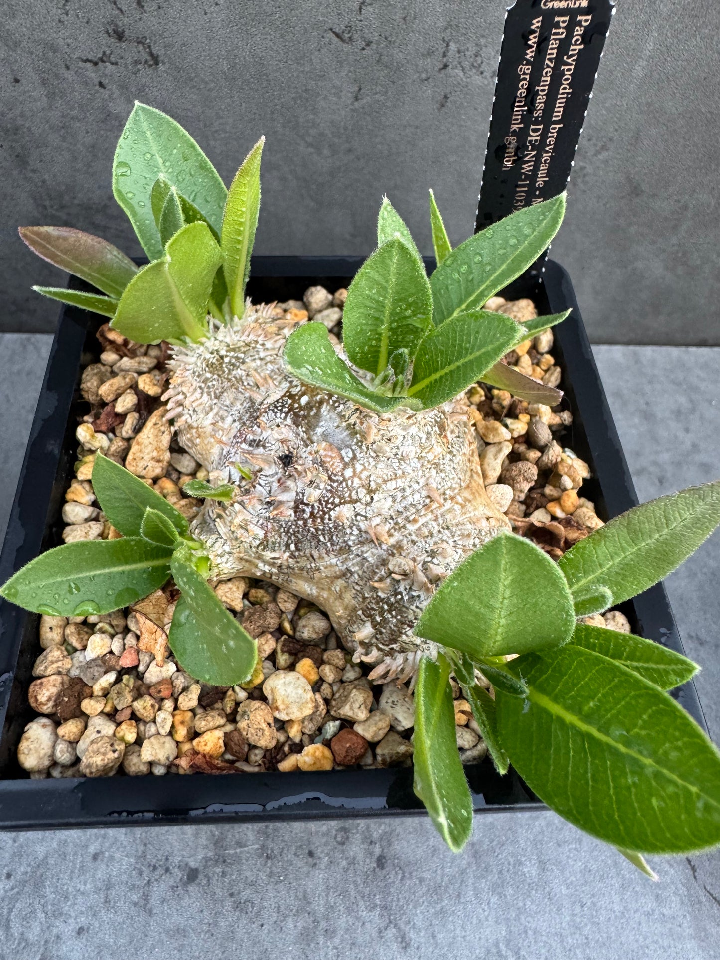 Pachypodium brevicaule – Seltene, steinartige Caudexpflanze aus Madagaskar, wurzelecht 7-8cm