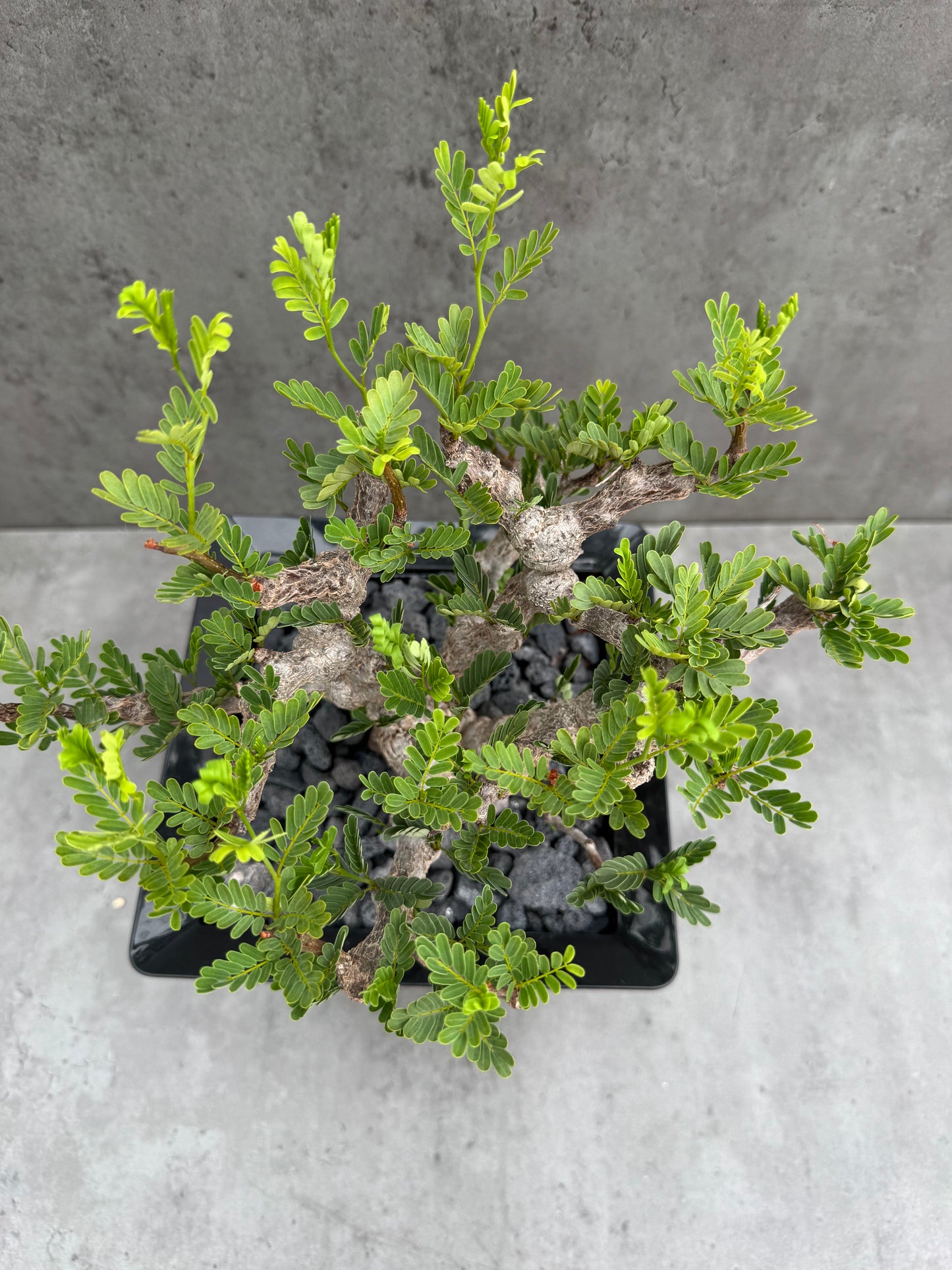 Senna meridionalis - ein exklusives Exemplar!
