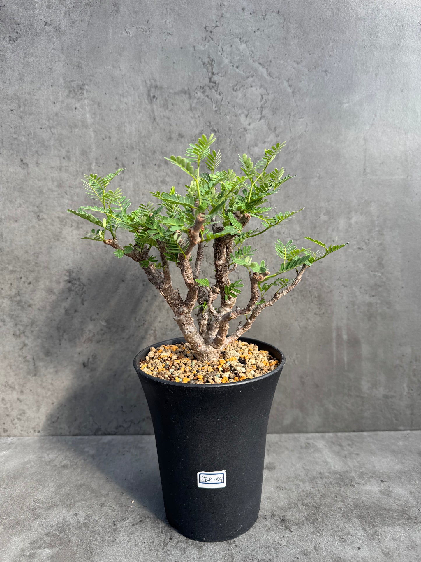 Senna meridionalis