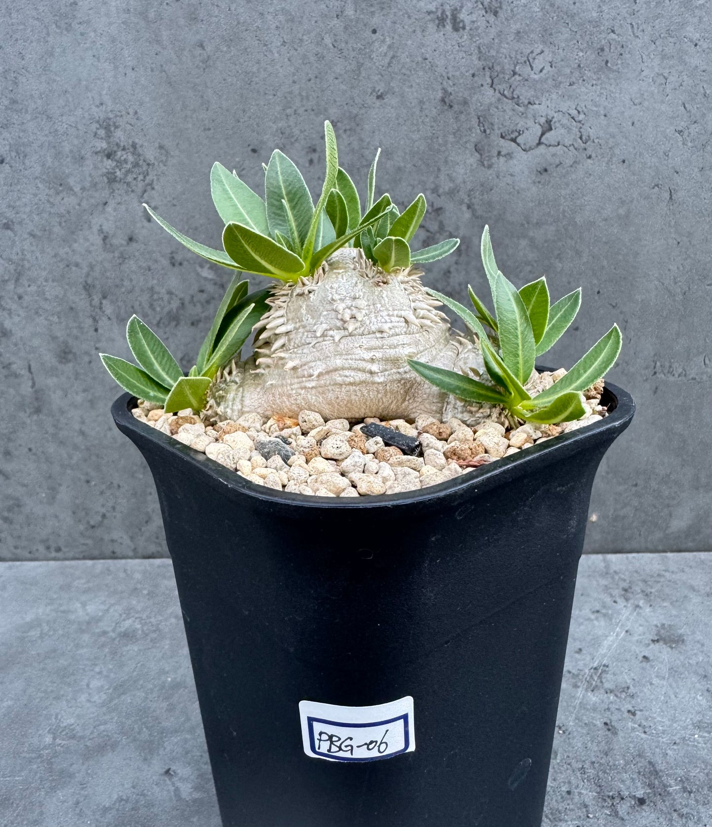 Pachypodium brevicaule – Kulturpflanzen aus deutscher Nachzucht - wurzelecht 8,5cm