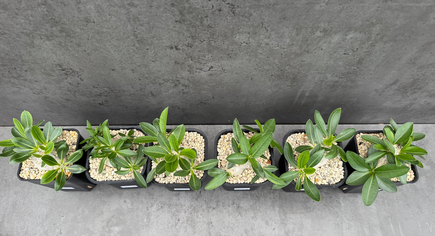 Pachypodium brevicaule - wurzelecht 7cm