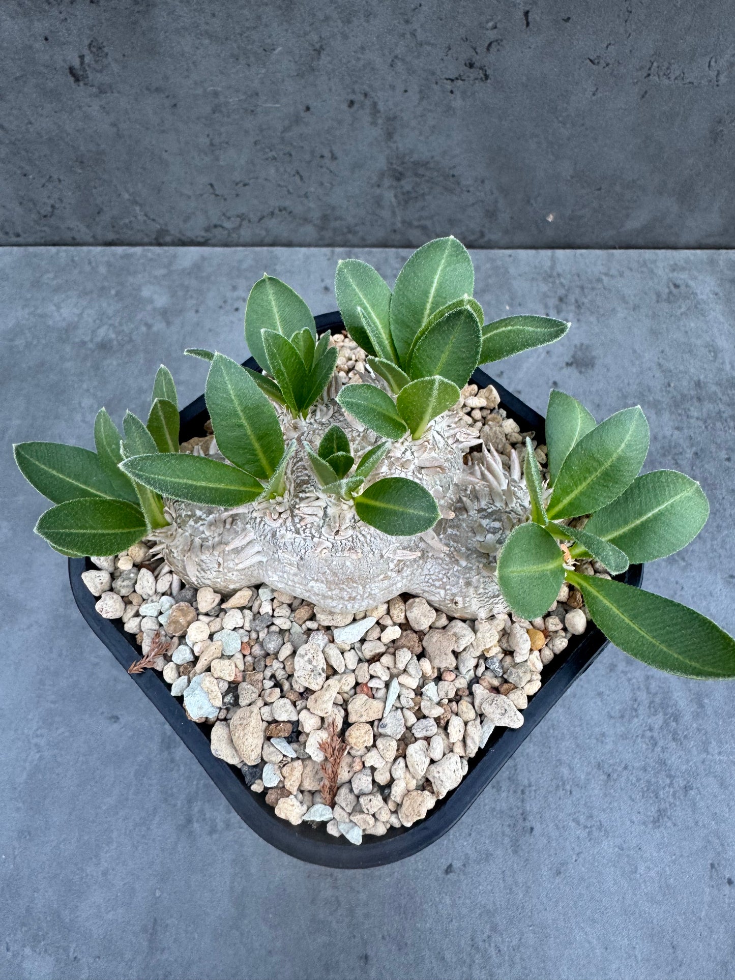 Pachypodium brevicaule – Kulturpflanzen aus deutscher Nachzucht - wurzelecht 8,8cm