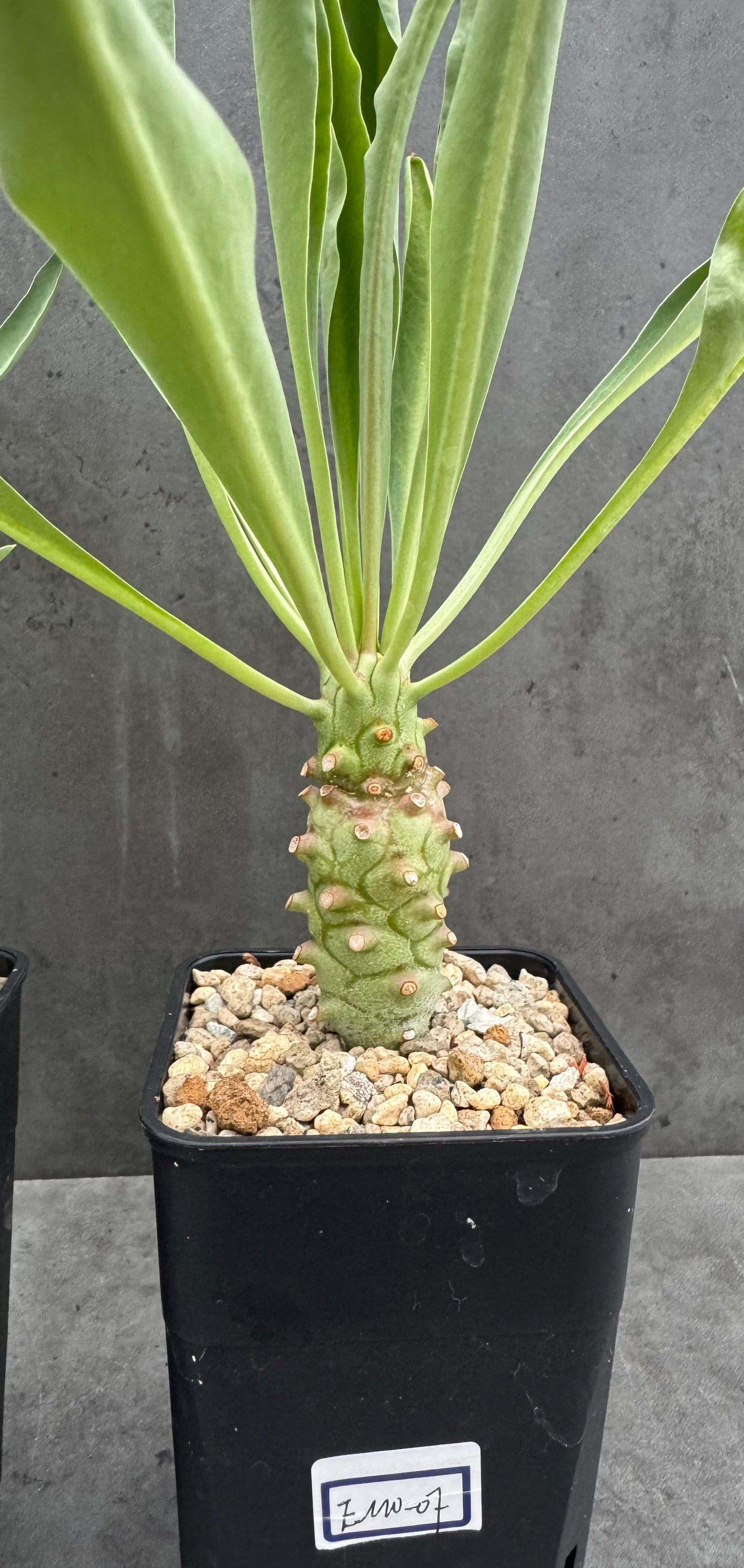 Euphorbia monteiroi - Angola