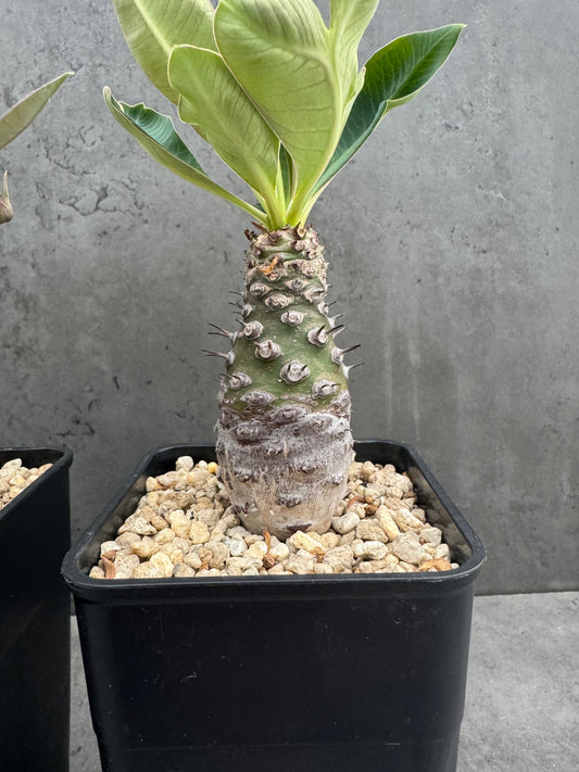 Euphorbia pachypodioides