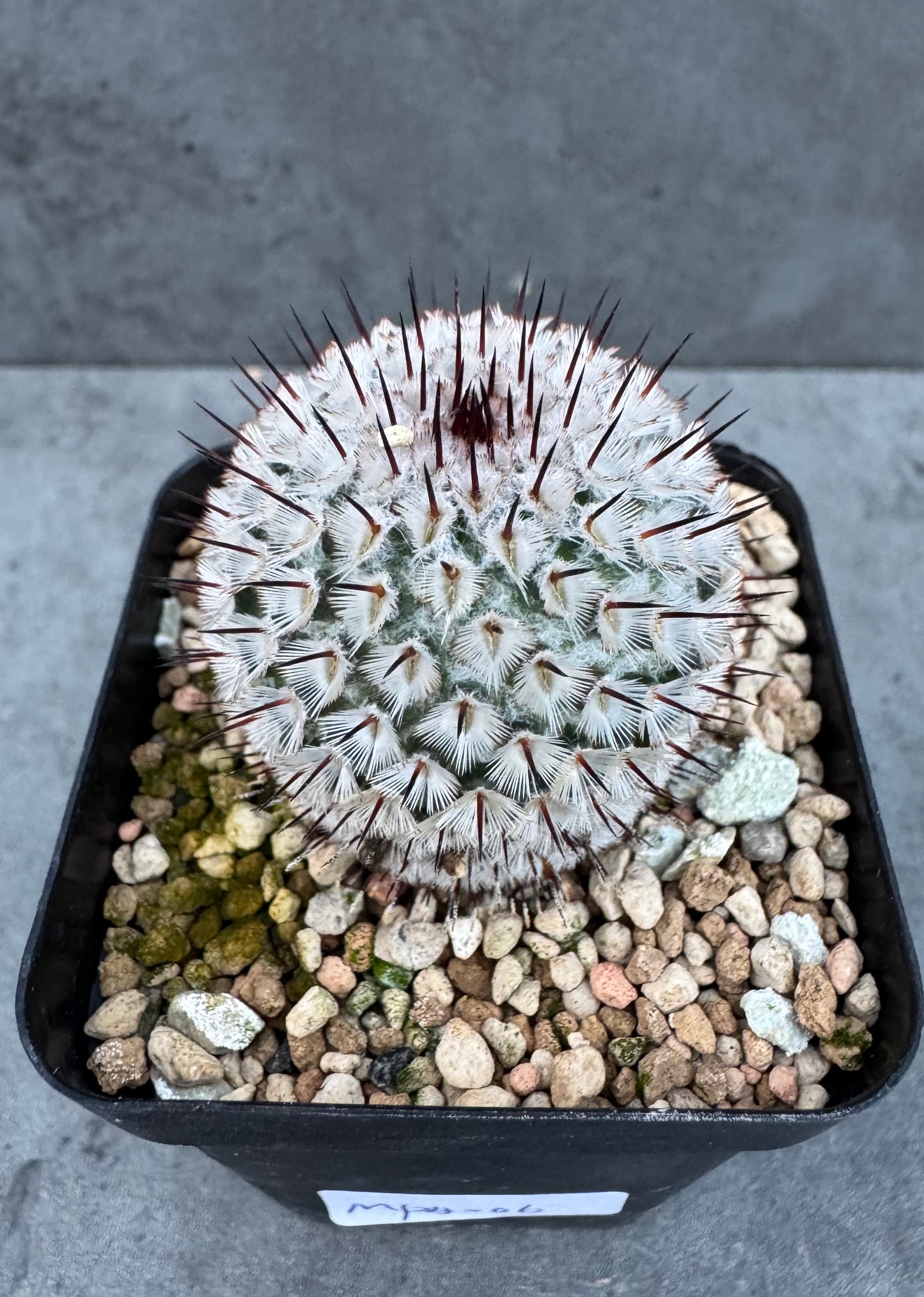 Mammillaria perezdelarosae subsp. andersonii
