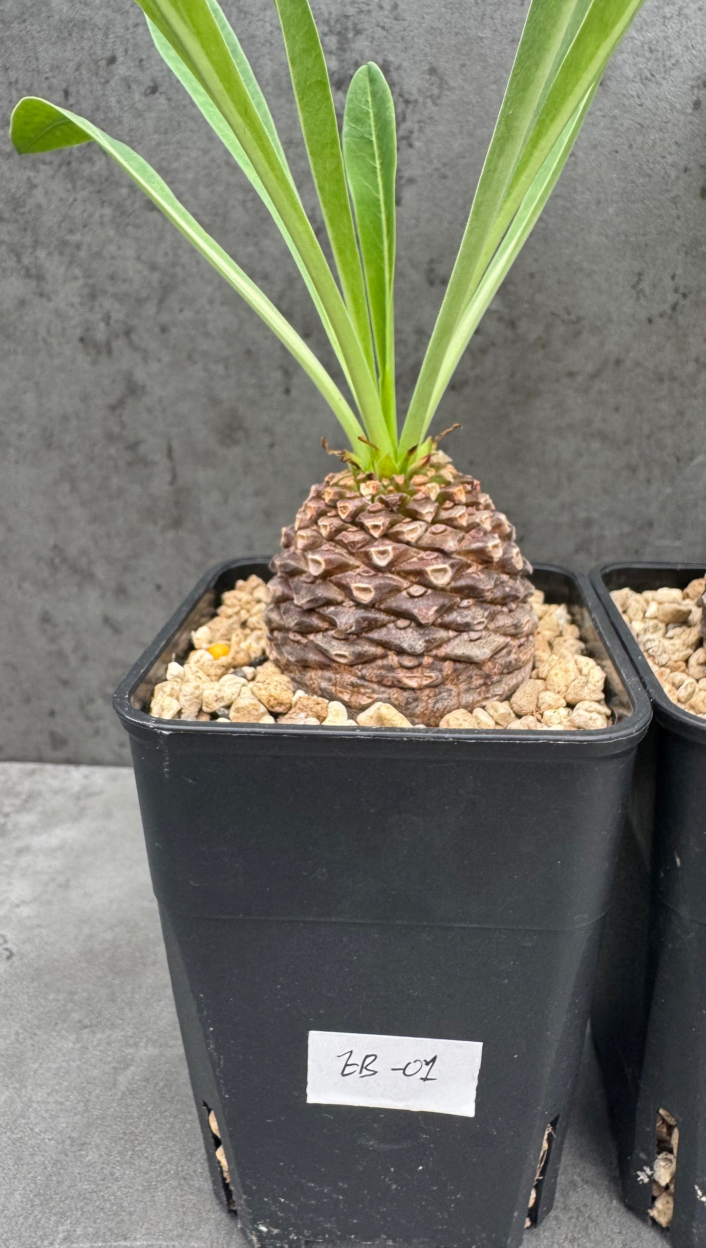 Euphorbia bupleurifolia – Exklusive Caudexpflanze mit Palmen- & Ananasoptik