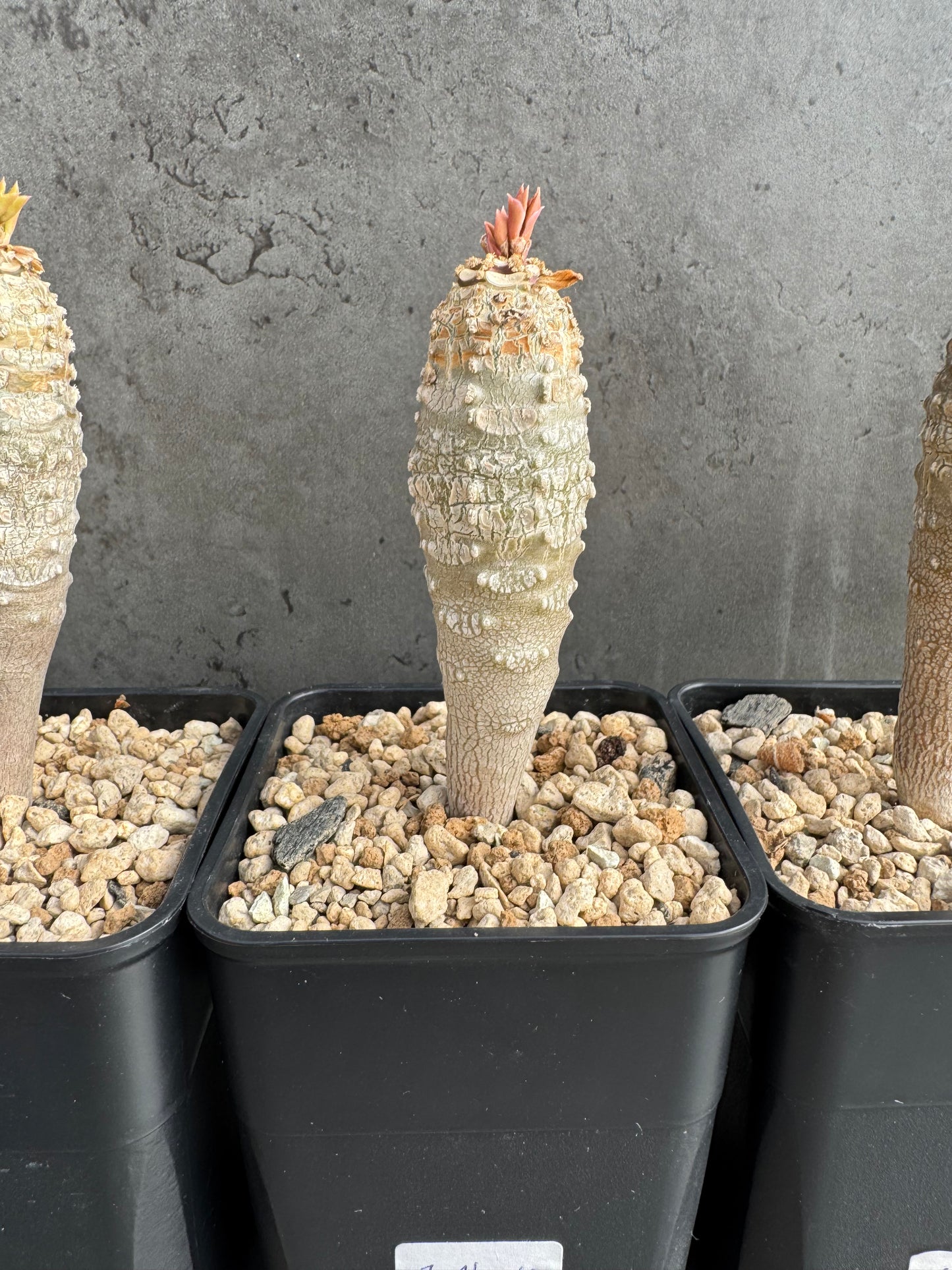 Euphorbia ankarensis