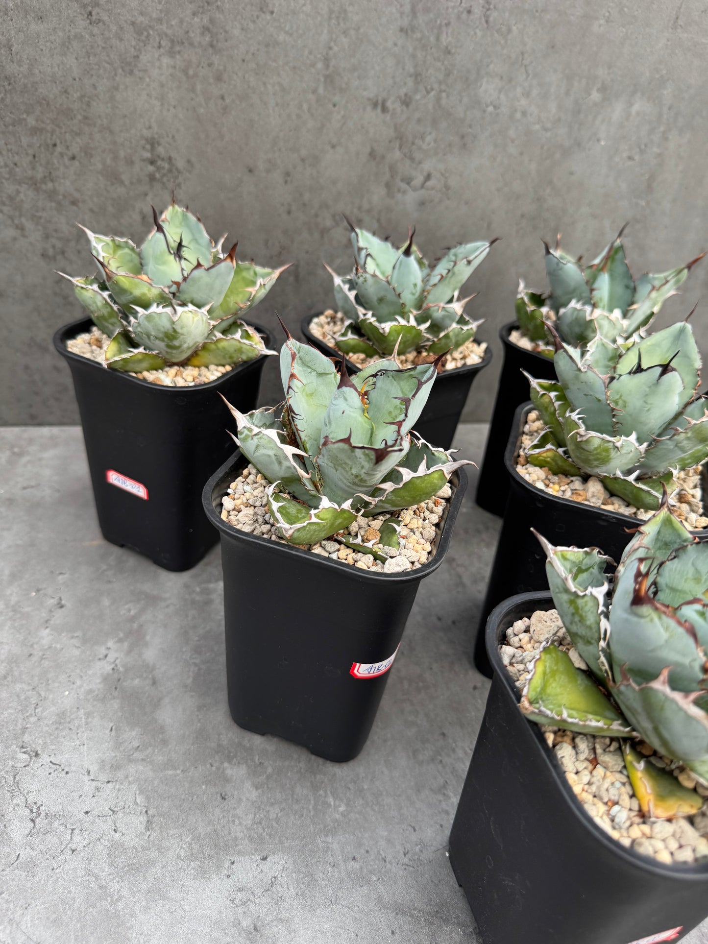 Agave Titanota cv. Black and Blue