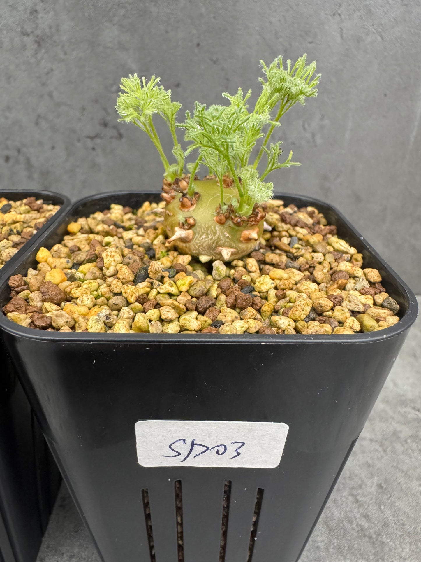 Sarcocaulon peniculinum