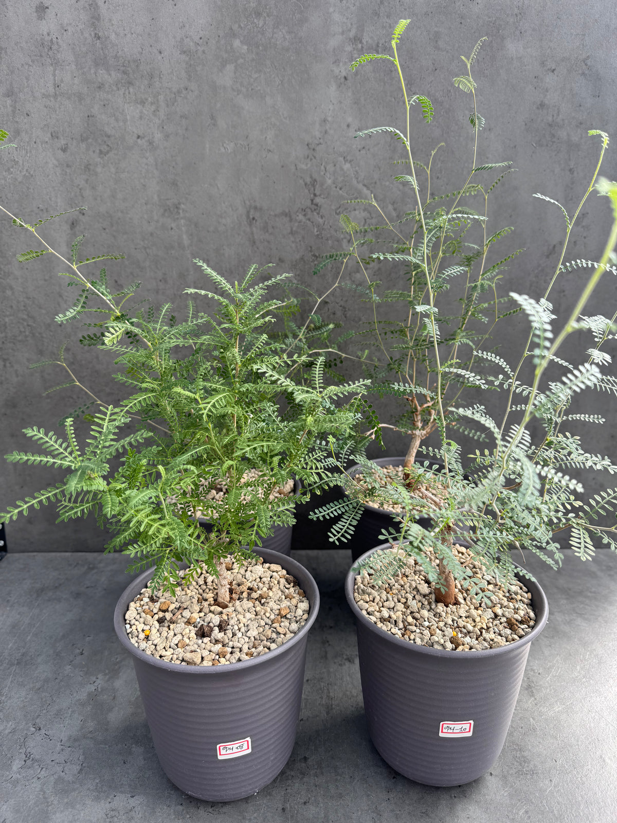Operculicarya hyphaenoides XL-Exemplare -Rarität