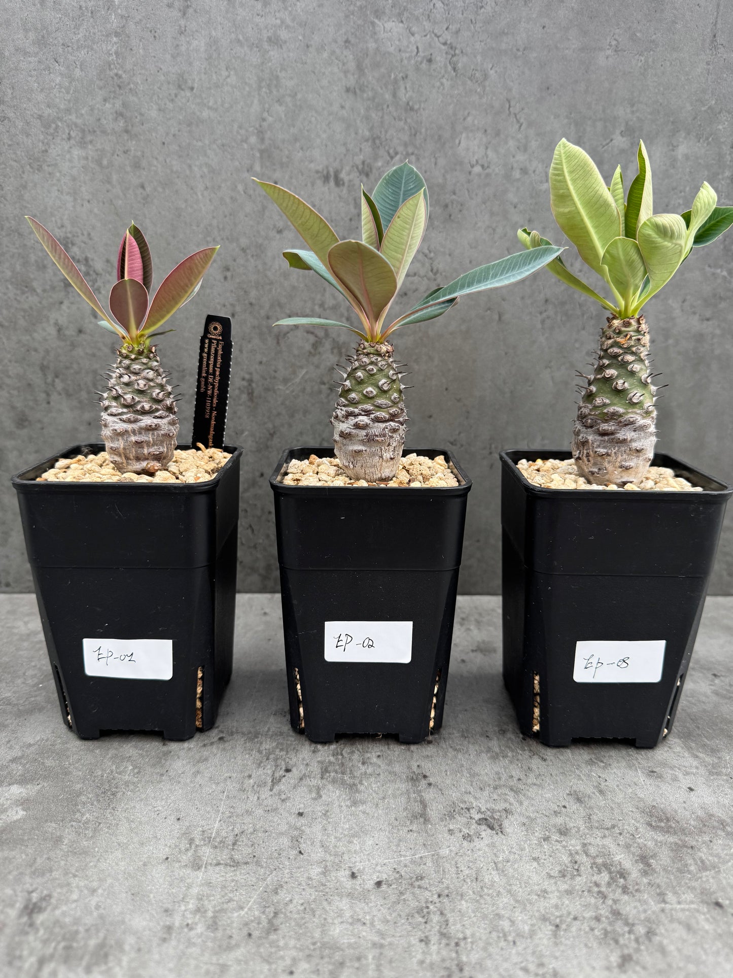 Euphorbia pachypodioides