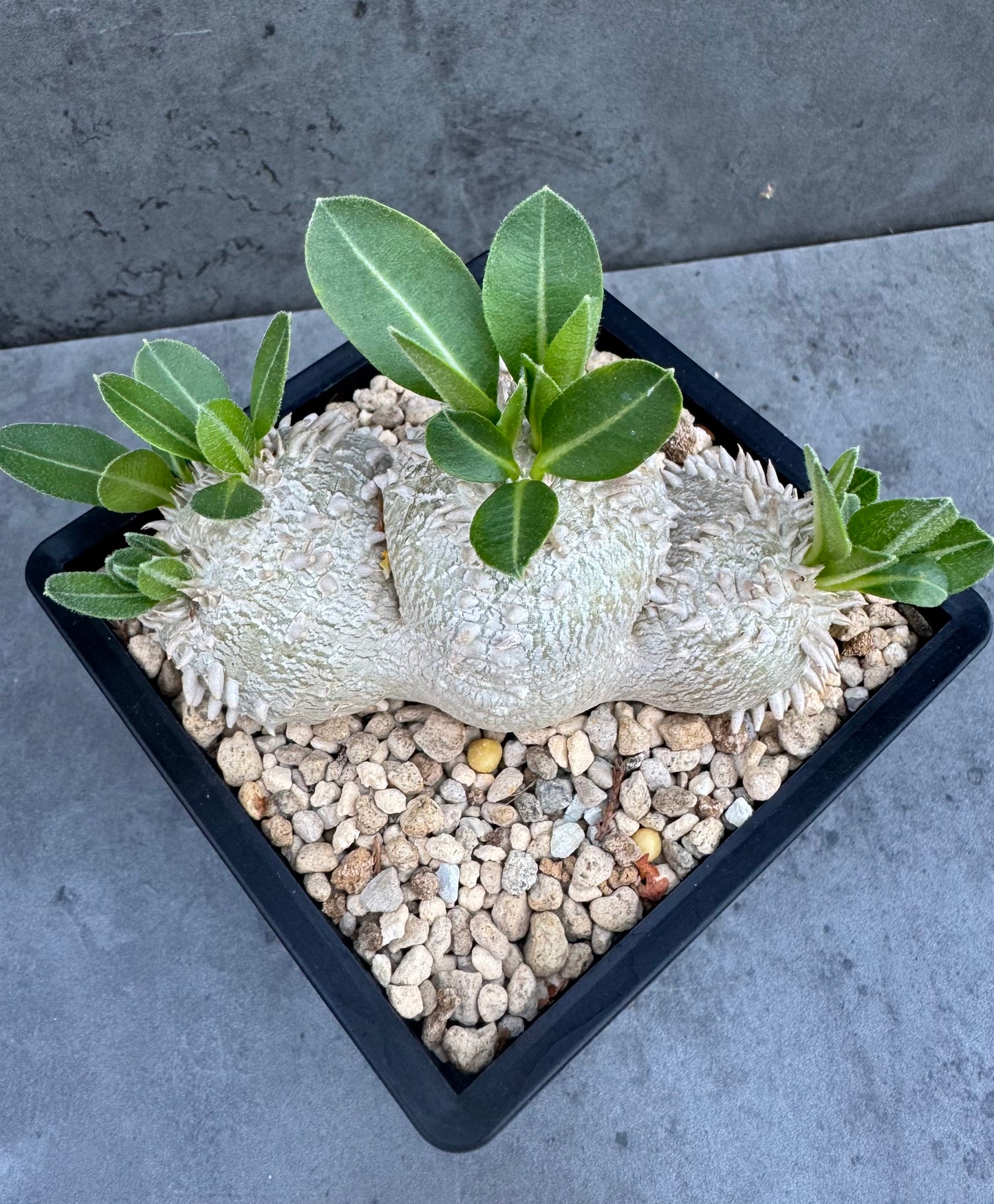 Pachypodium brevicaule – Kulturpflanzen aus deutscher Nachzucht - wurzelecht 9,2cm