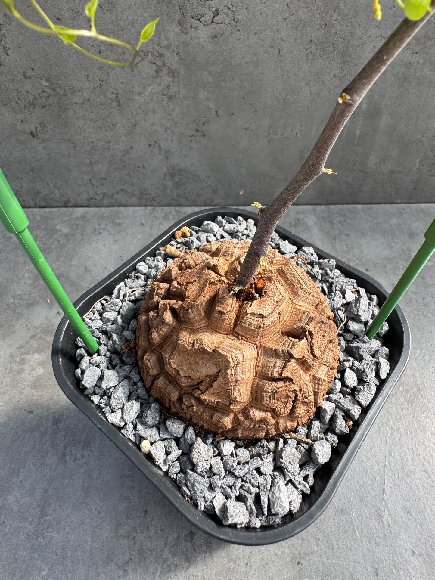 Dioscorea elephantipes – vollständig bewurzeltes Exemplar – Dioe-03