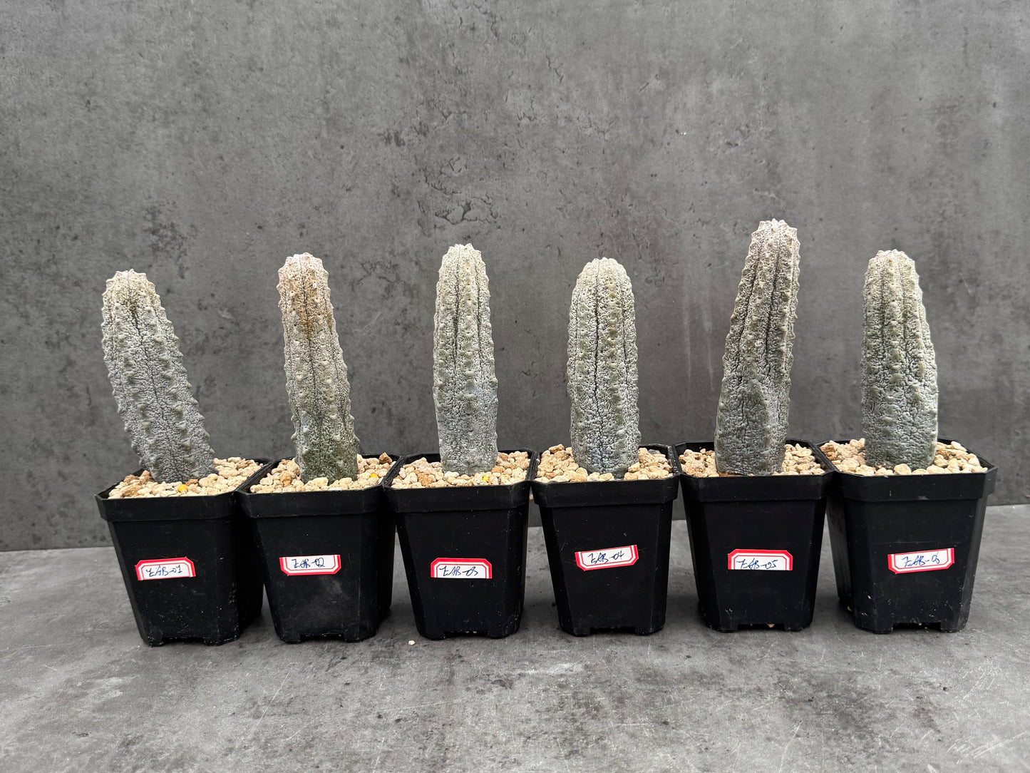 Euphorbia abdelkuri – wurzecht
