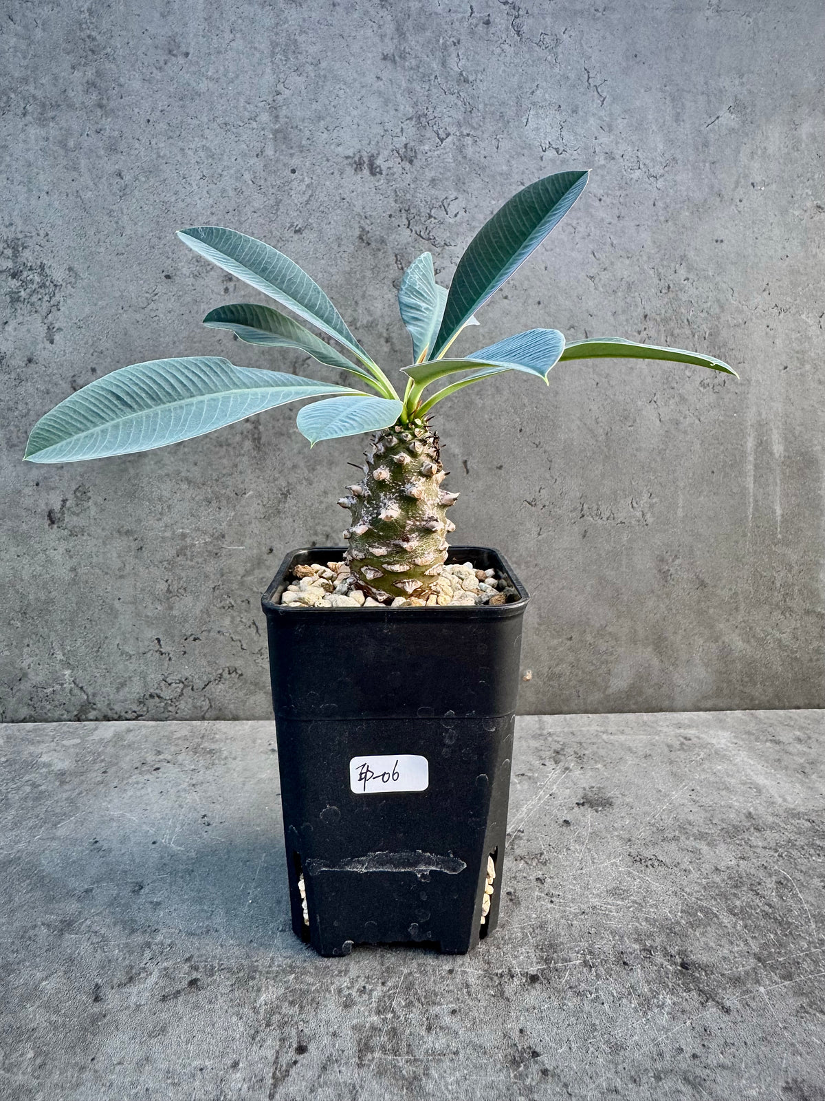 Euphorbia pachypodioides