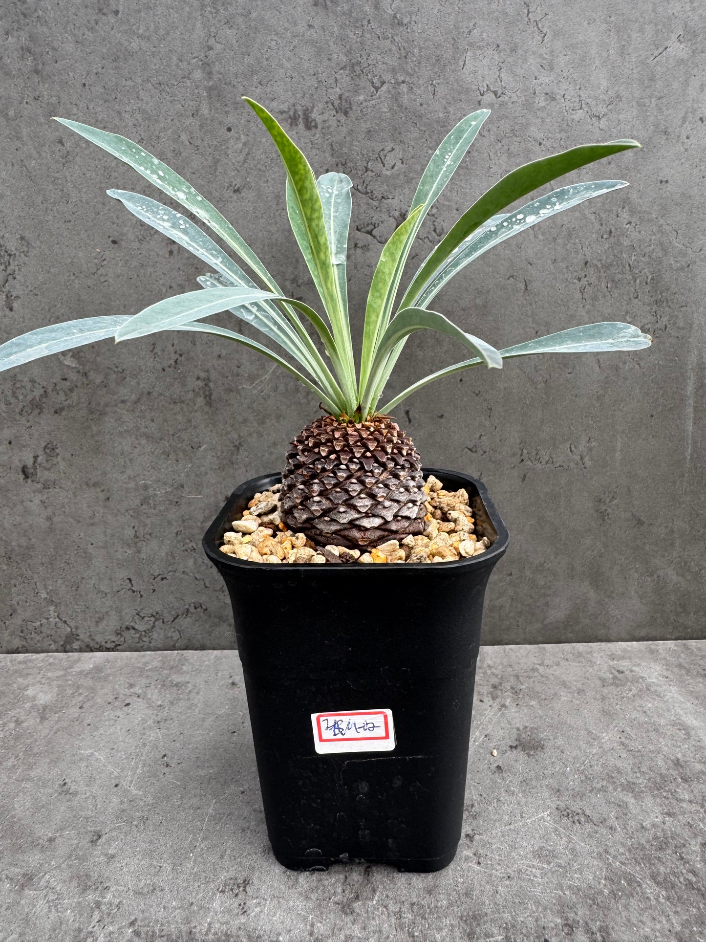 Euphorbia bupleurifolia- mittlere Größe