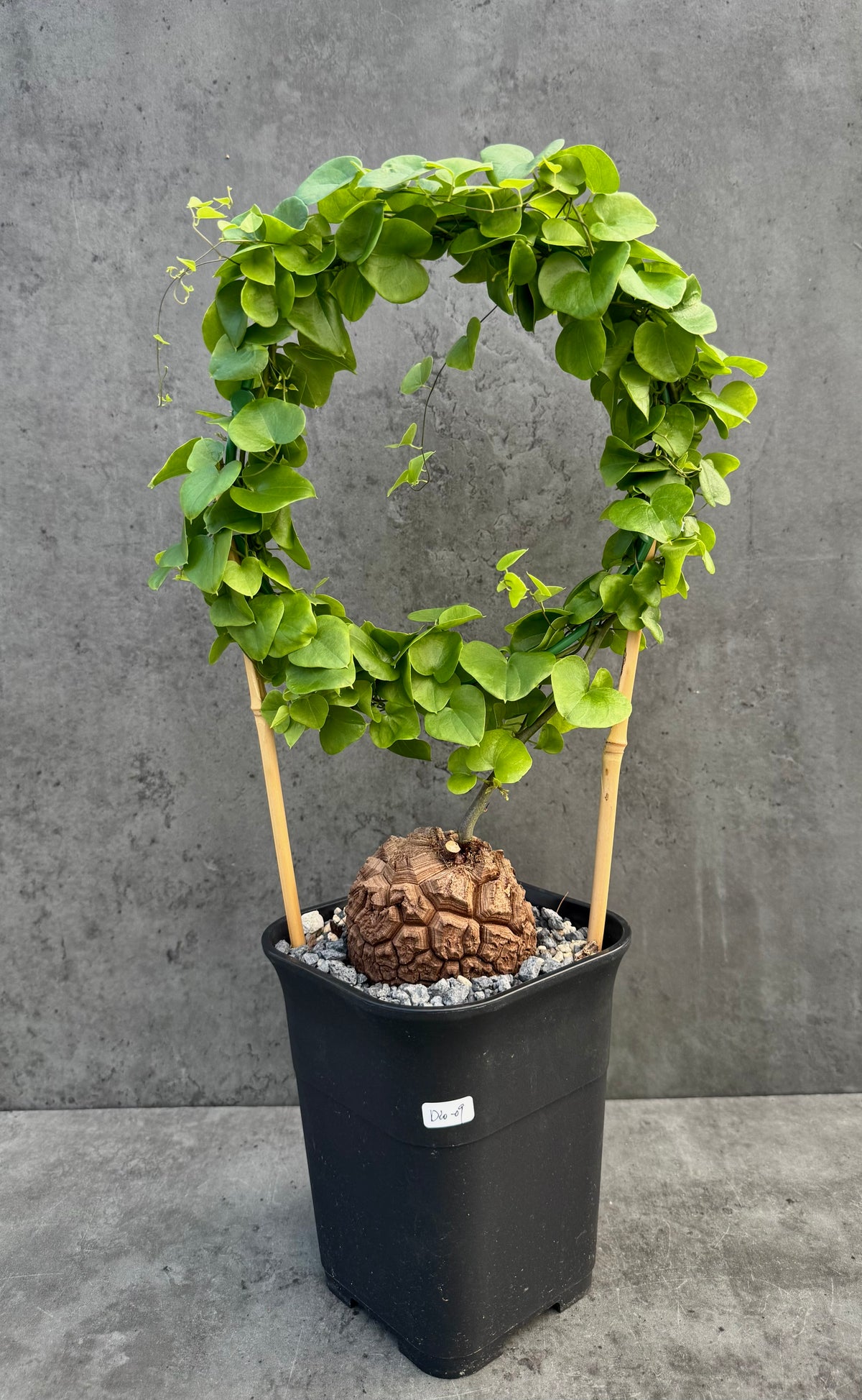 Dioscorea elephantipes – vollständig bewurzeltes Exemplar – Dio-09
