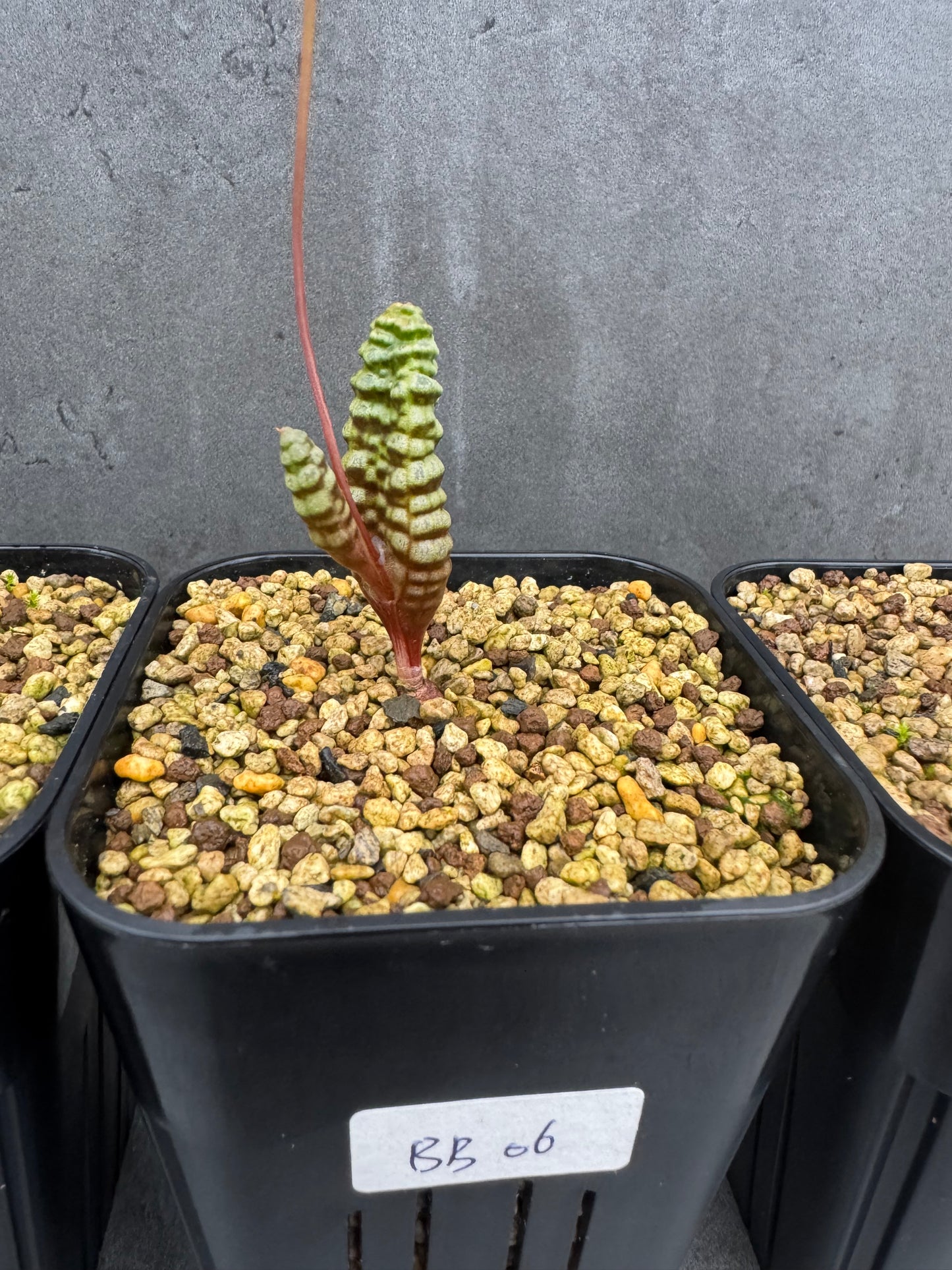 Bubine bruynsii - Rarität aus Namaqualand