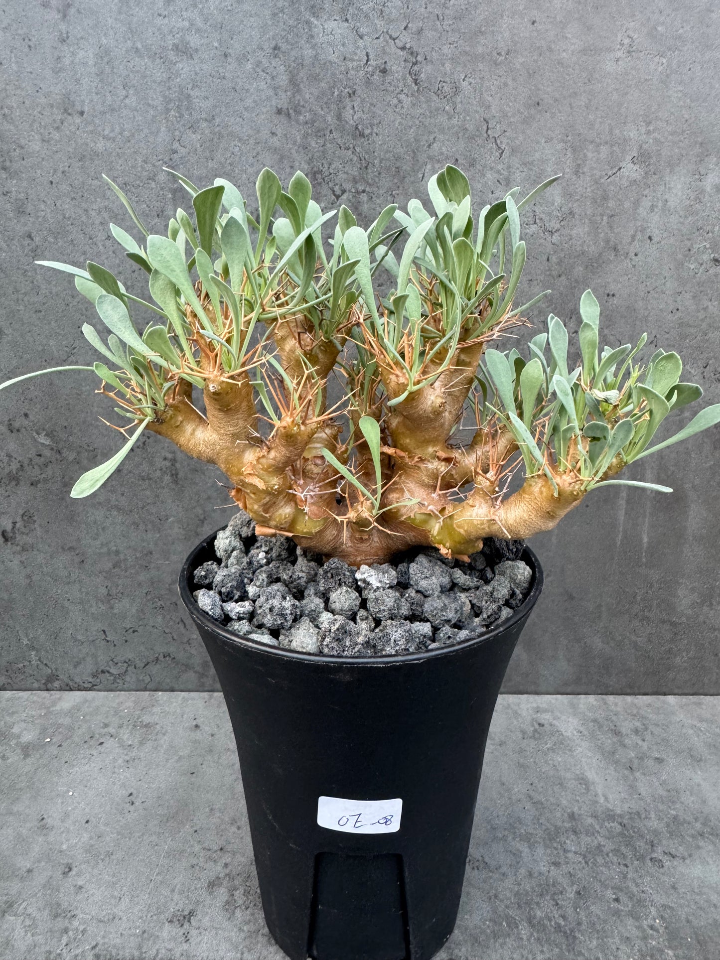 Othonna euphorbioides - große Pflanzen