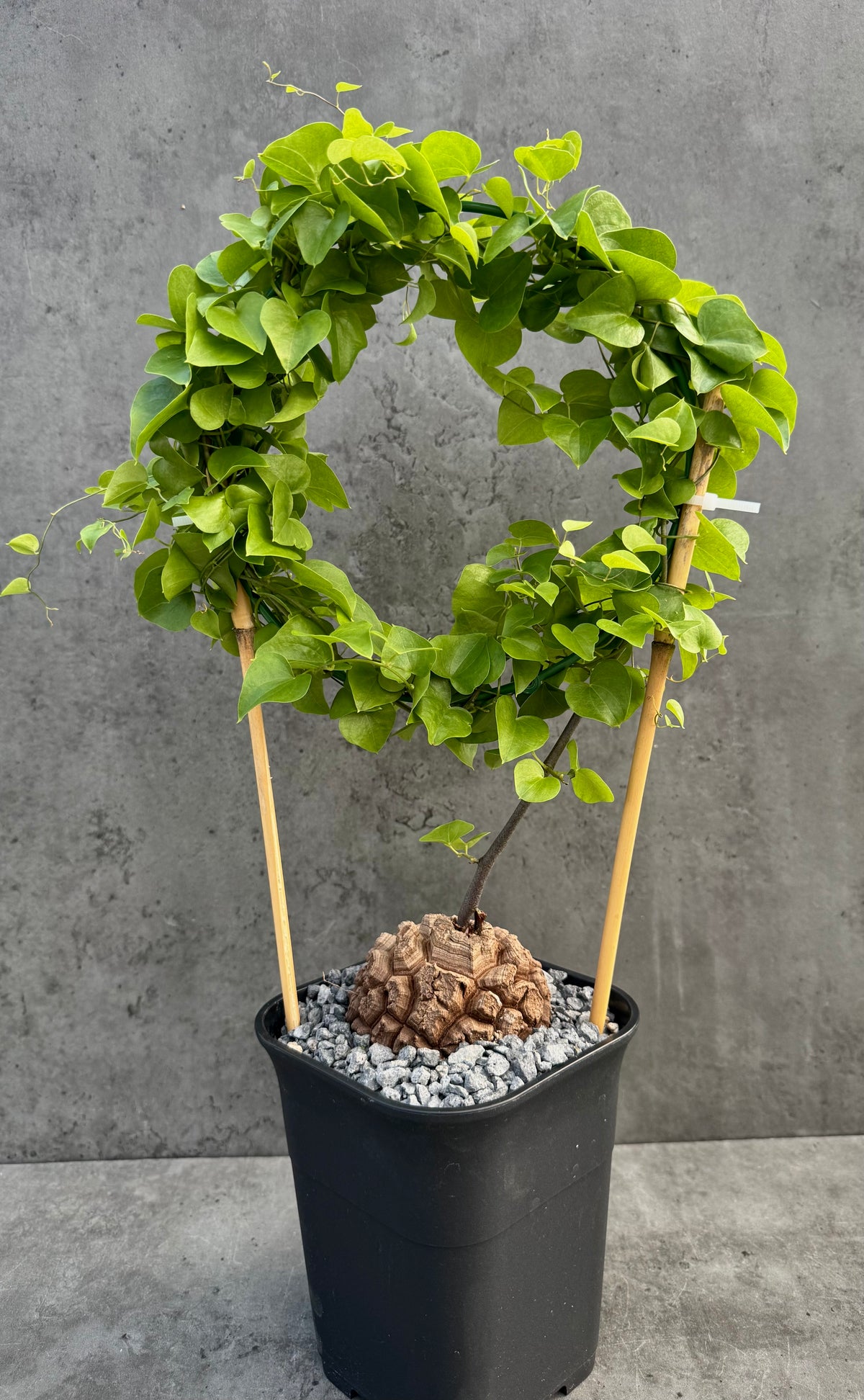 Dioscorea elephantipes – vollständig bewurzeltes Exemplar – Dio-07