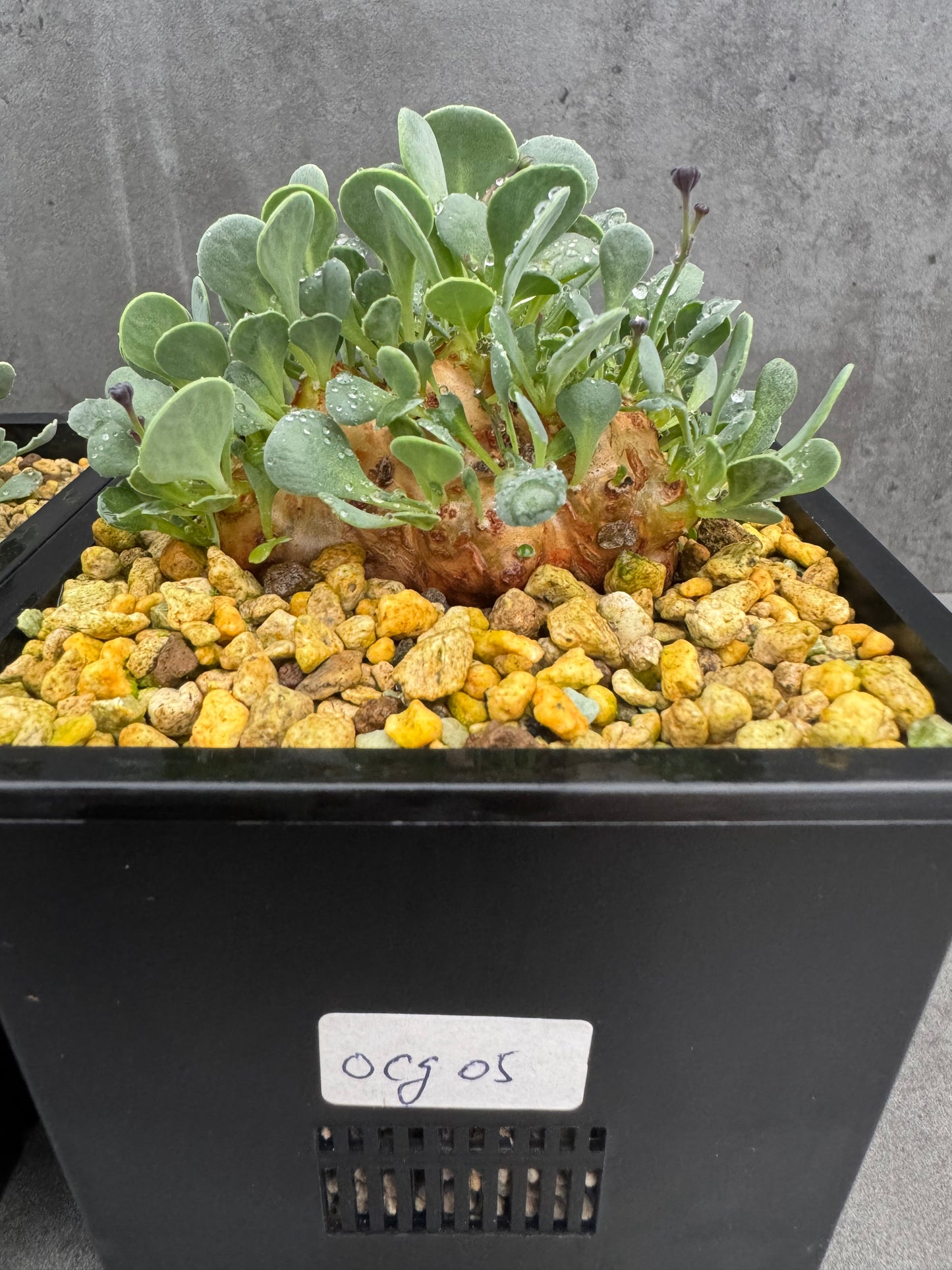 Othonna cacalioides - XXL Exemplar