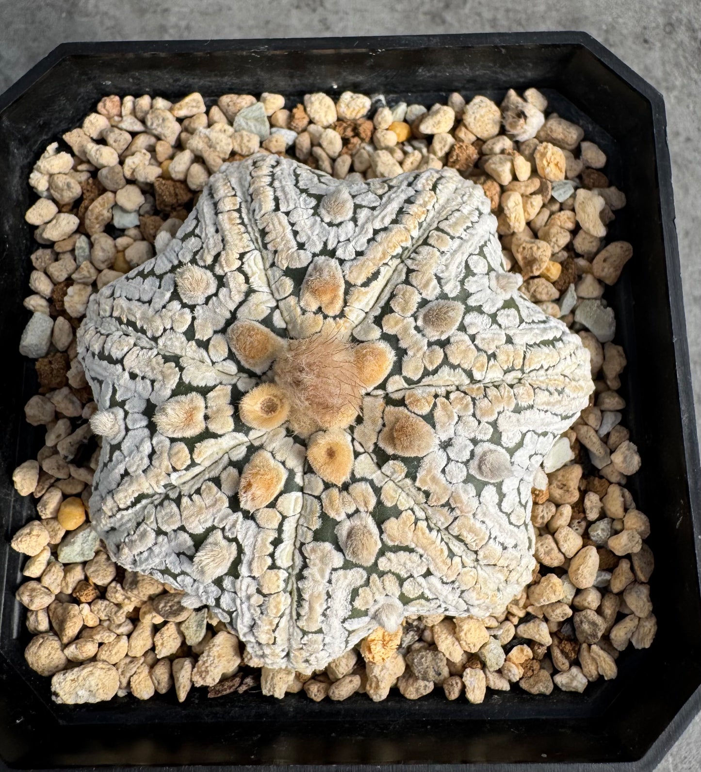 Astrophytum asterias miracle