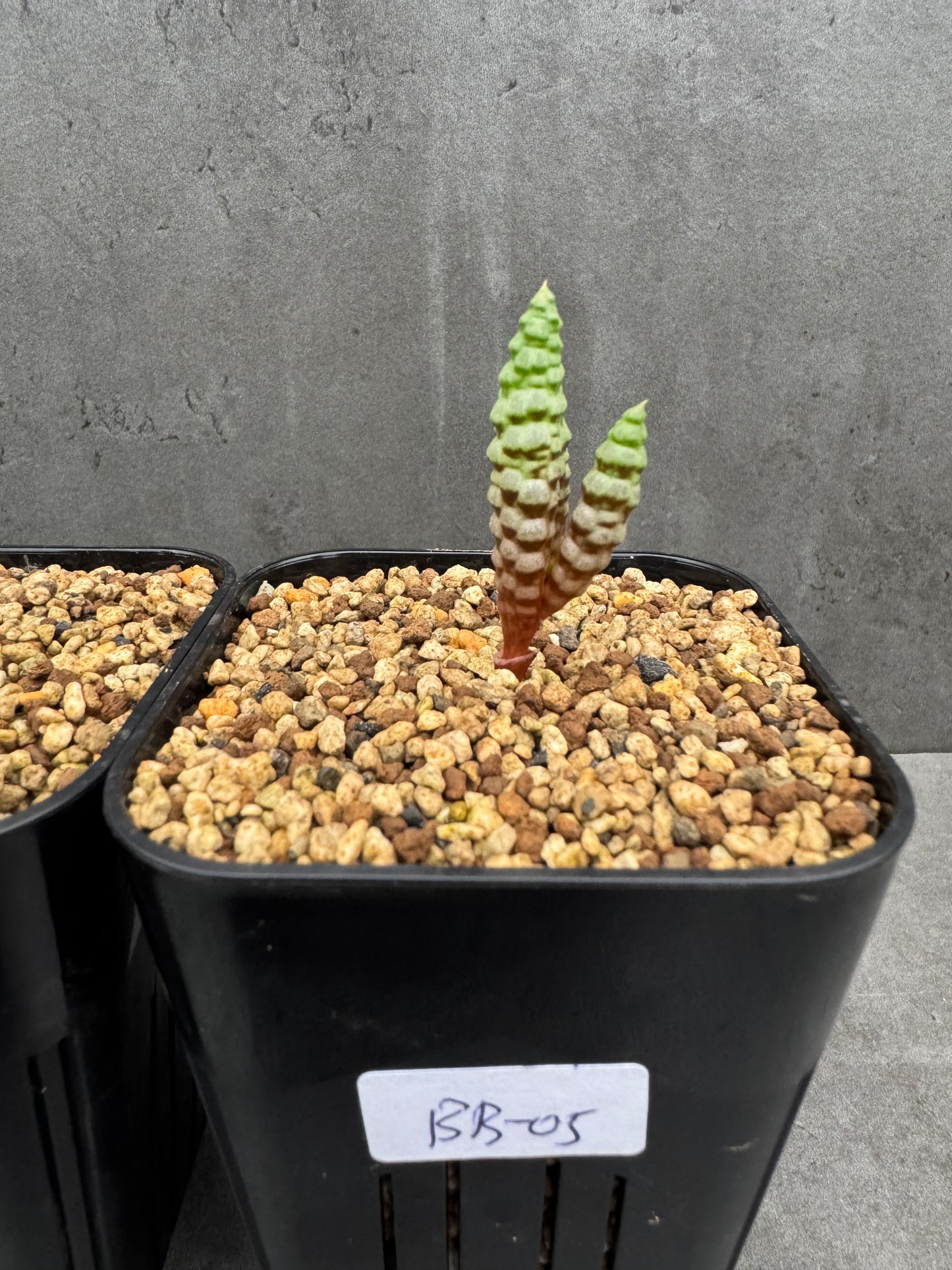 Bubine bruynsii - Rarität aus Namaqualand