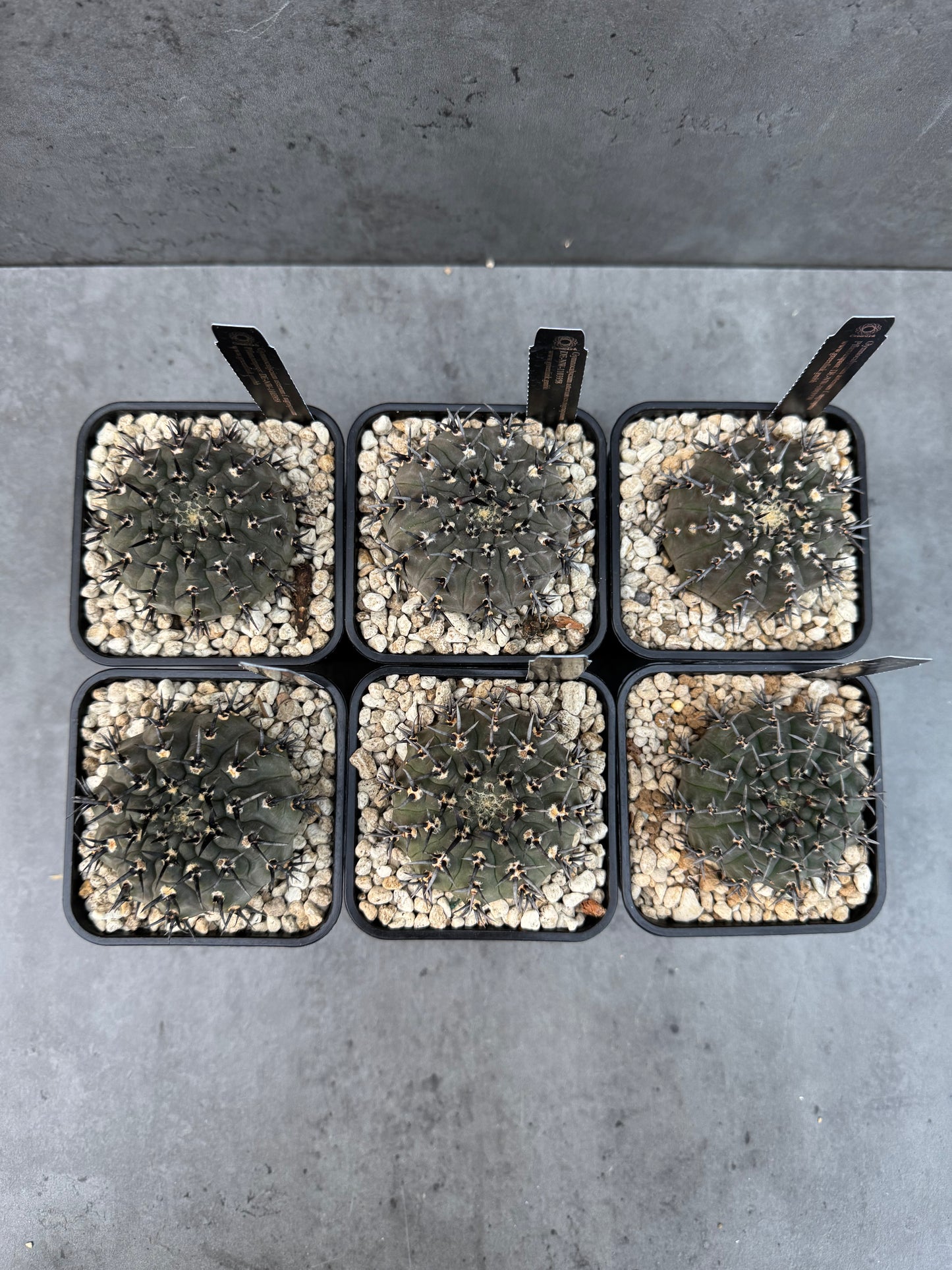 Gymnocalycium asterium f. nigrispina